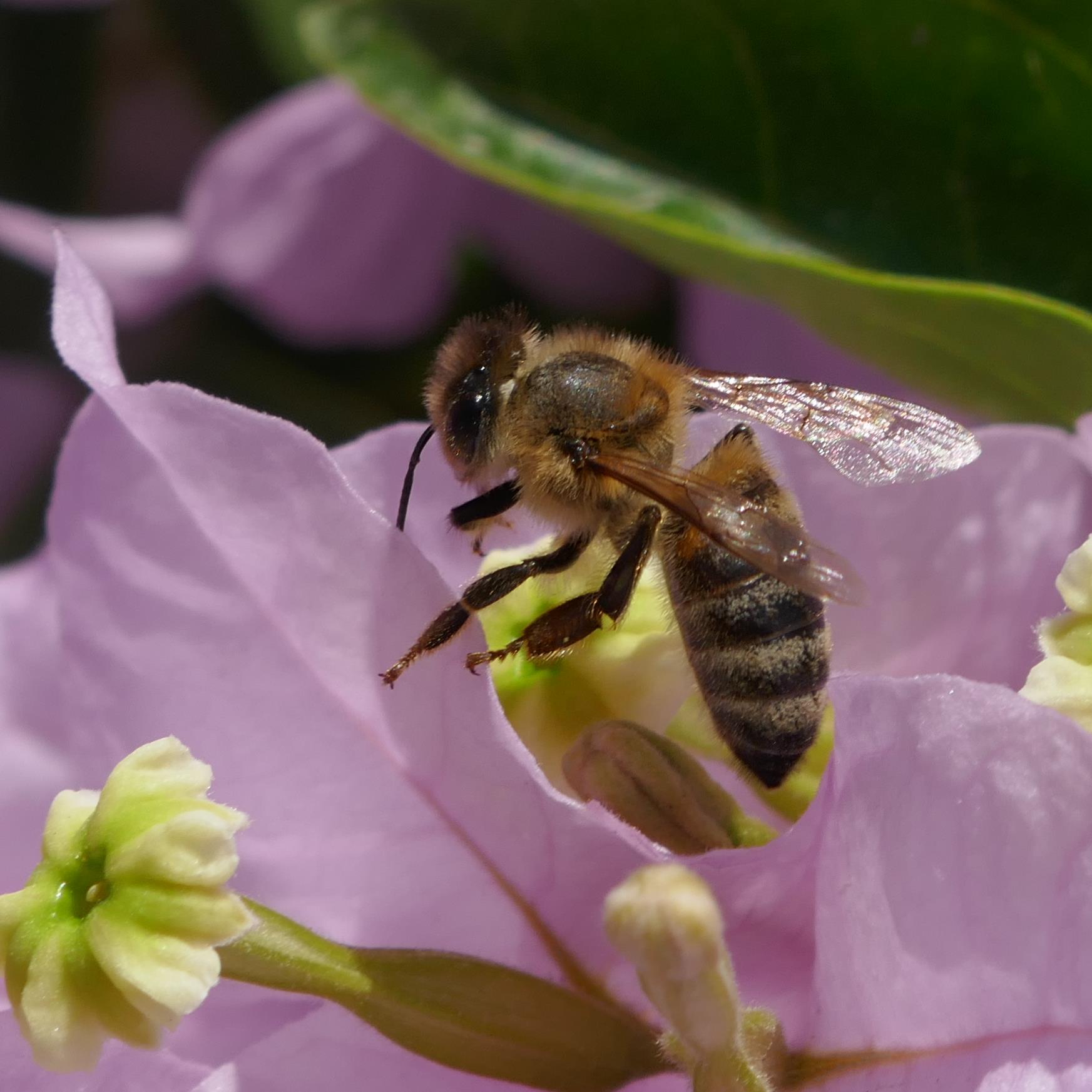 Eine Honigbiene sammelt in einer hellrosanen Blüte mit gelben Blütenstempeln Nektar.