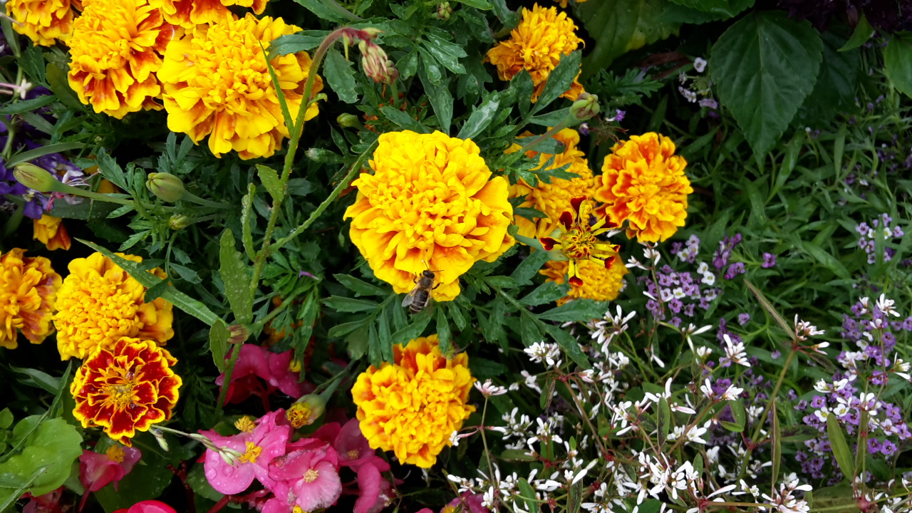 Eine Honigbiene sitzt auf einer gelben Blüte mit vielen Blütenblättern in einem Blumenbeet.