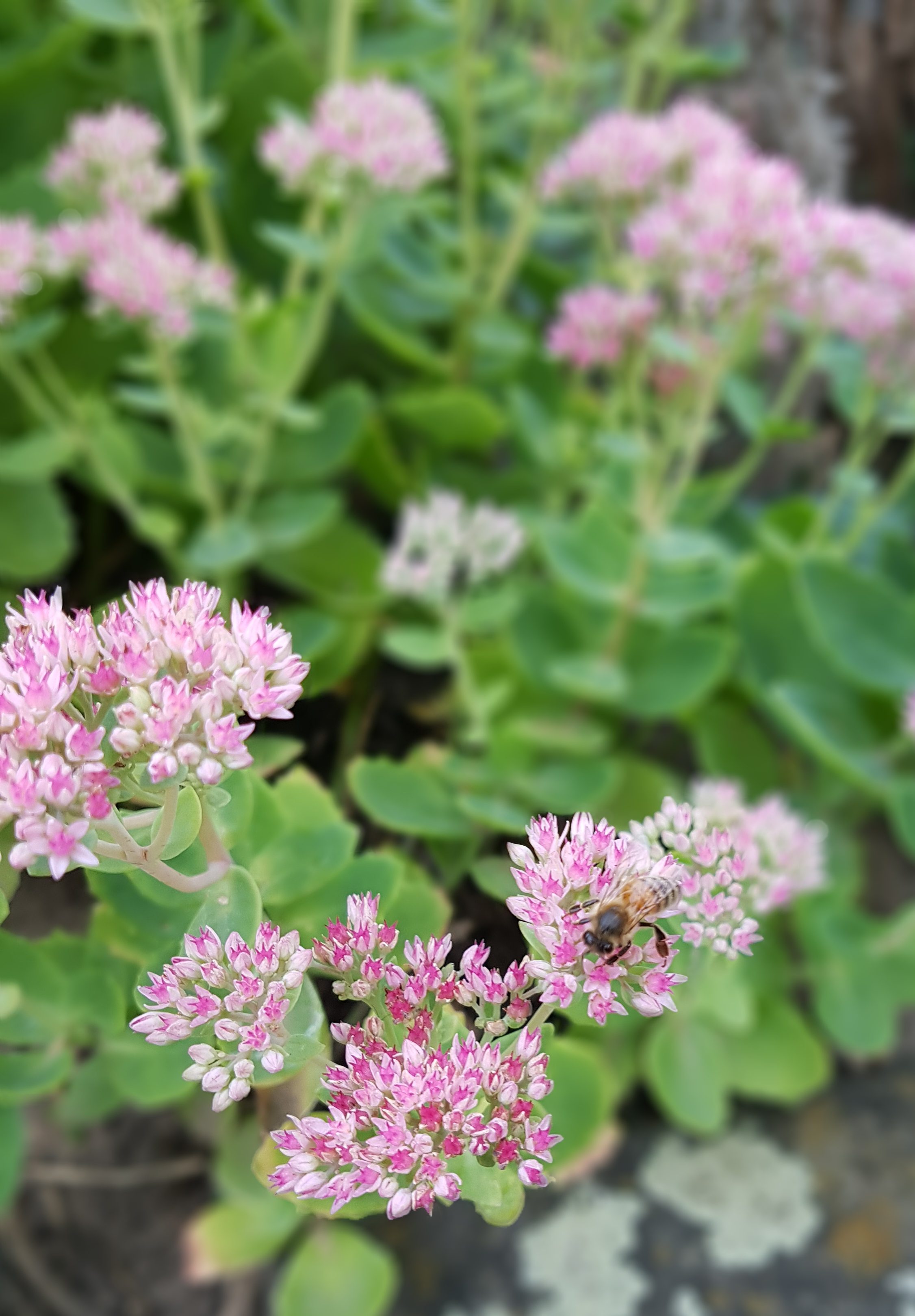 Eine Honigbiene sucht in winzigen rosanen Blüten nach Nektar.