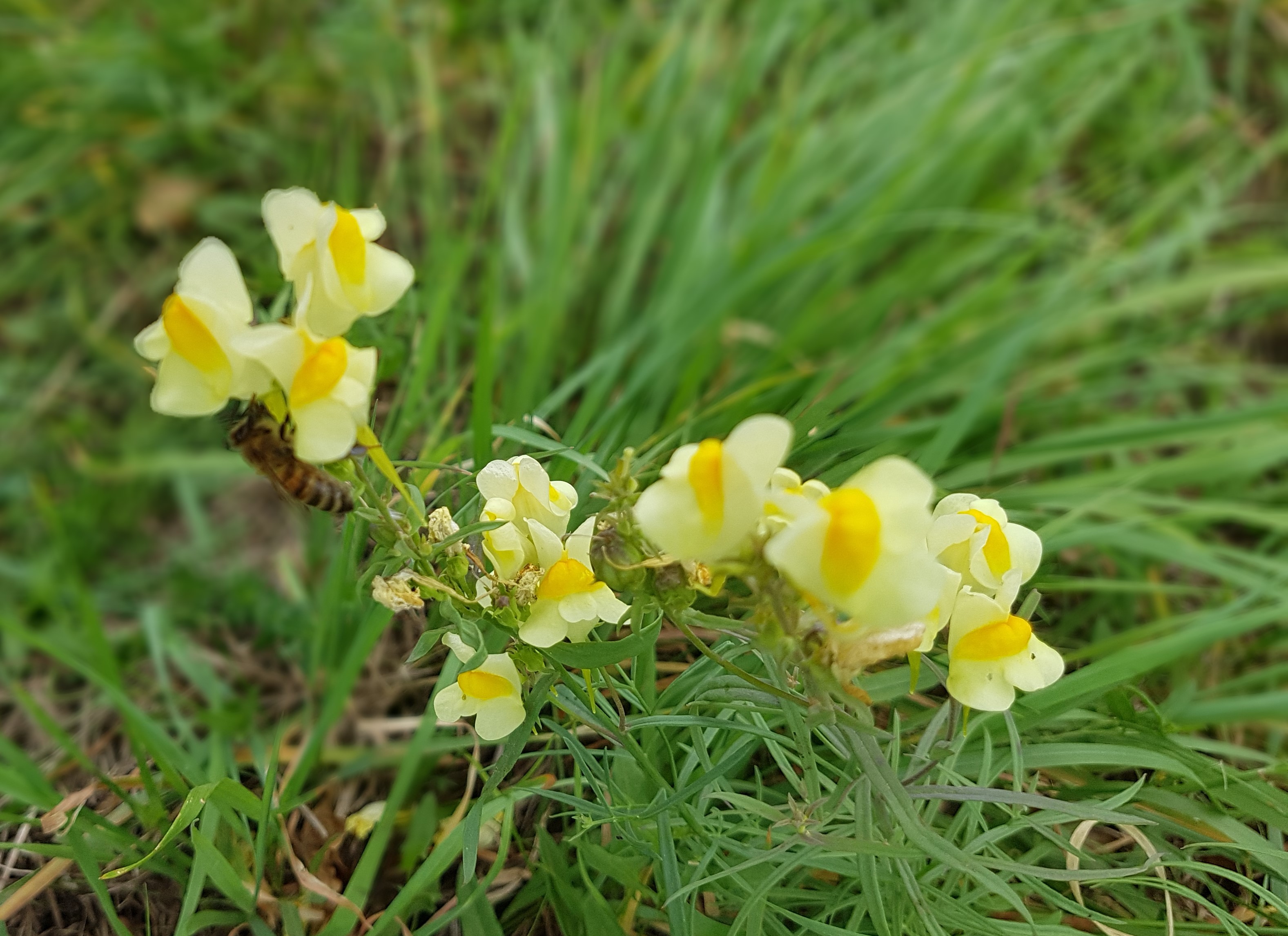 Eine Honigbiene sammelt von einem gelben Löwenmäulchen Nektar.
