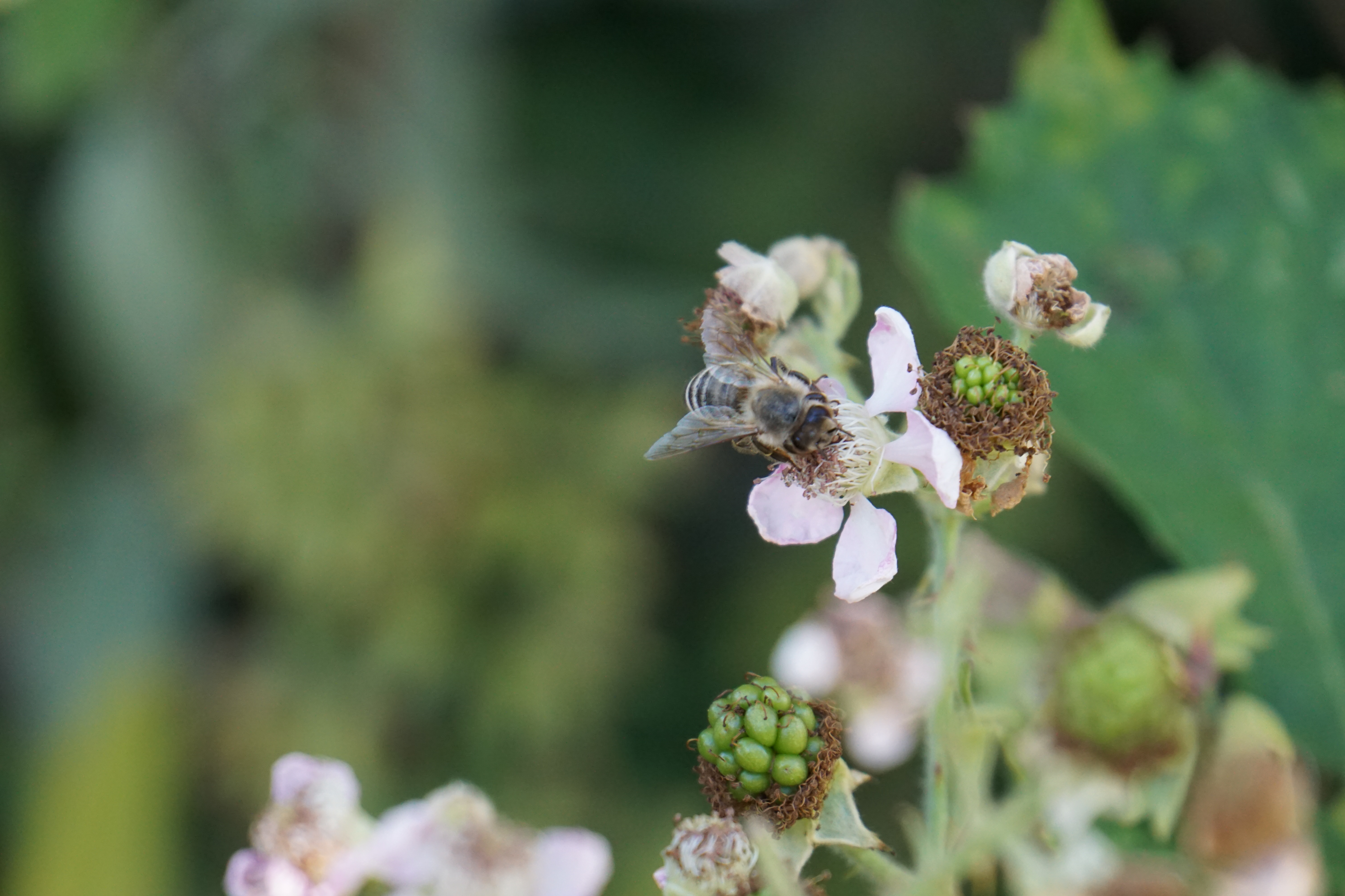 Eine Honigbiene sammelt von einer weißen Brombeerblüte Nektar.