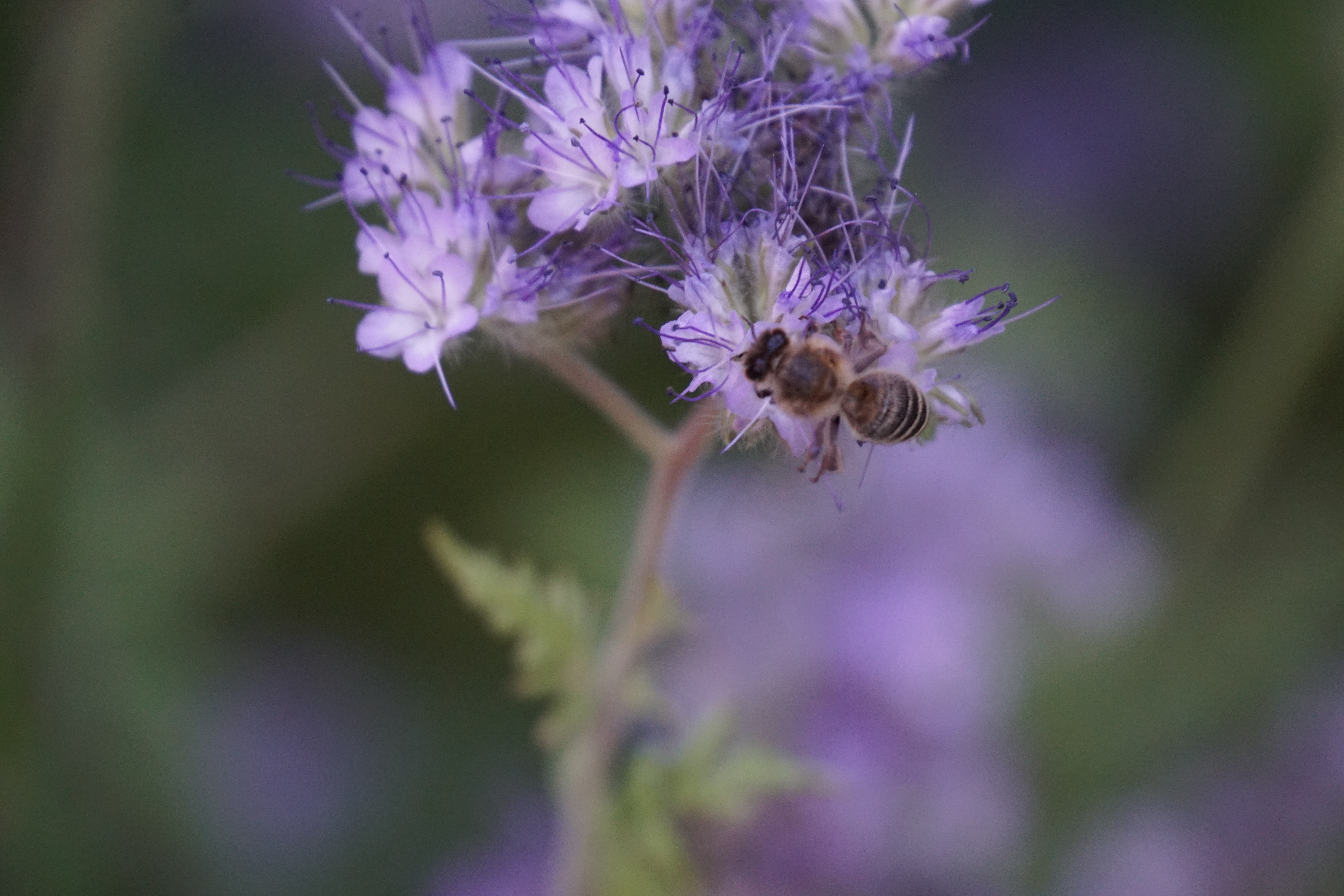 Eine Biene sammelt Nektar von einer lilanen Blüte.