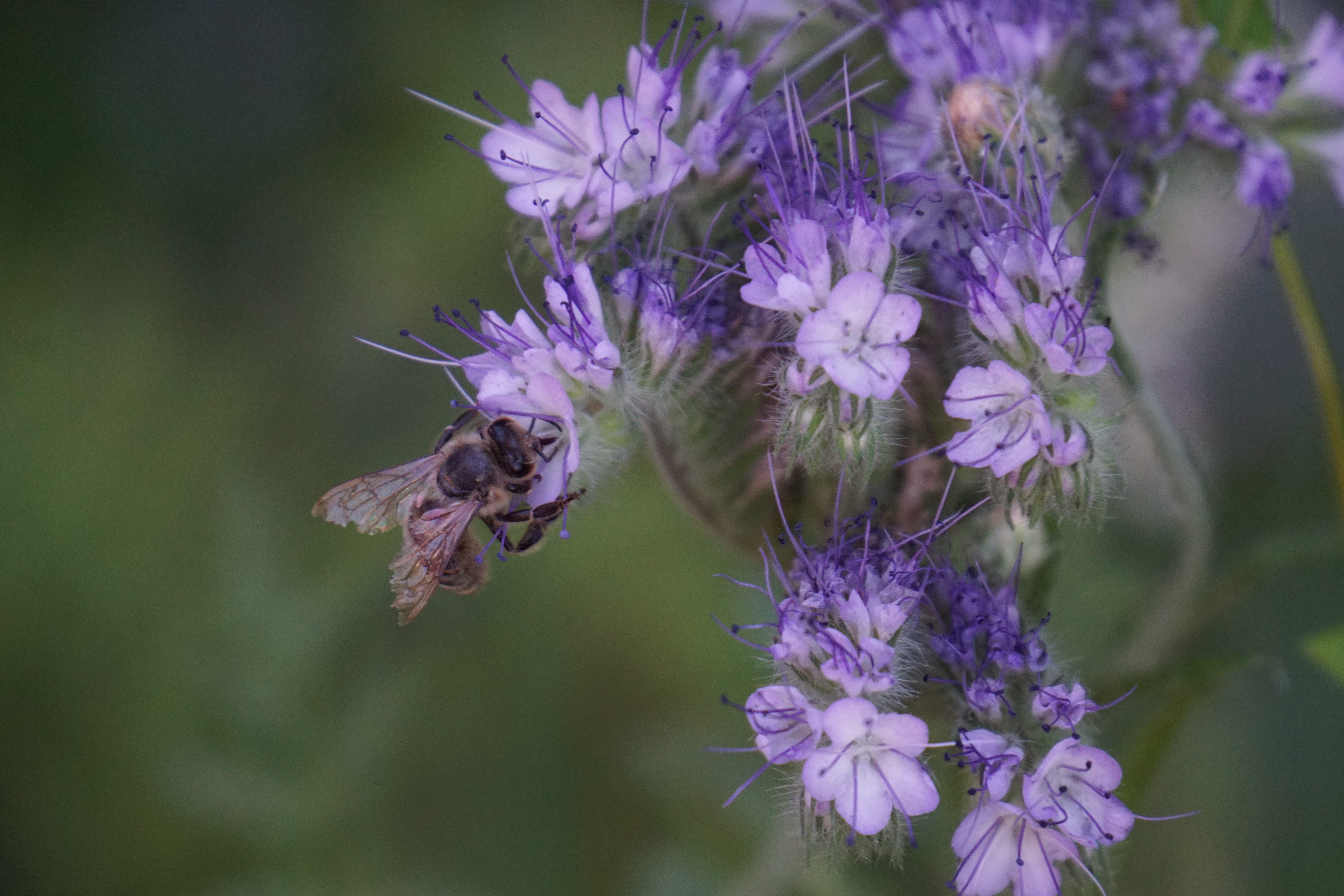 Eine Honigbiene auf einer von vielen lilanen Blüten.