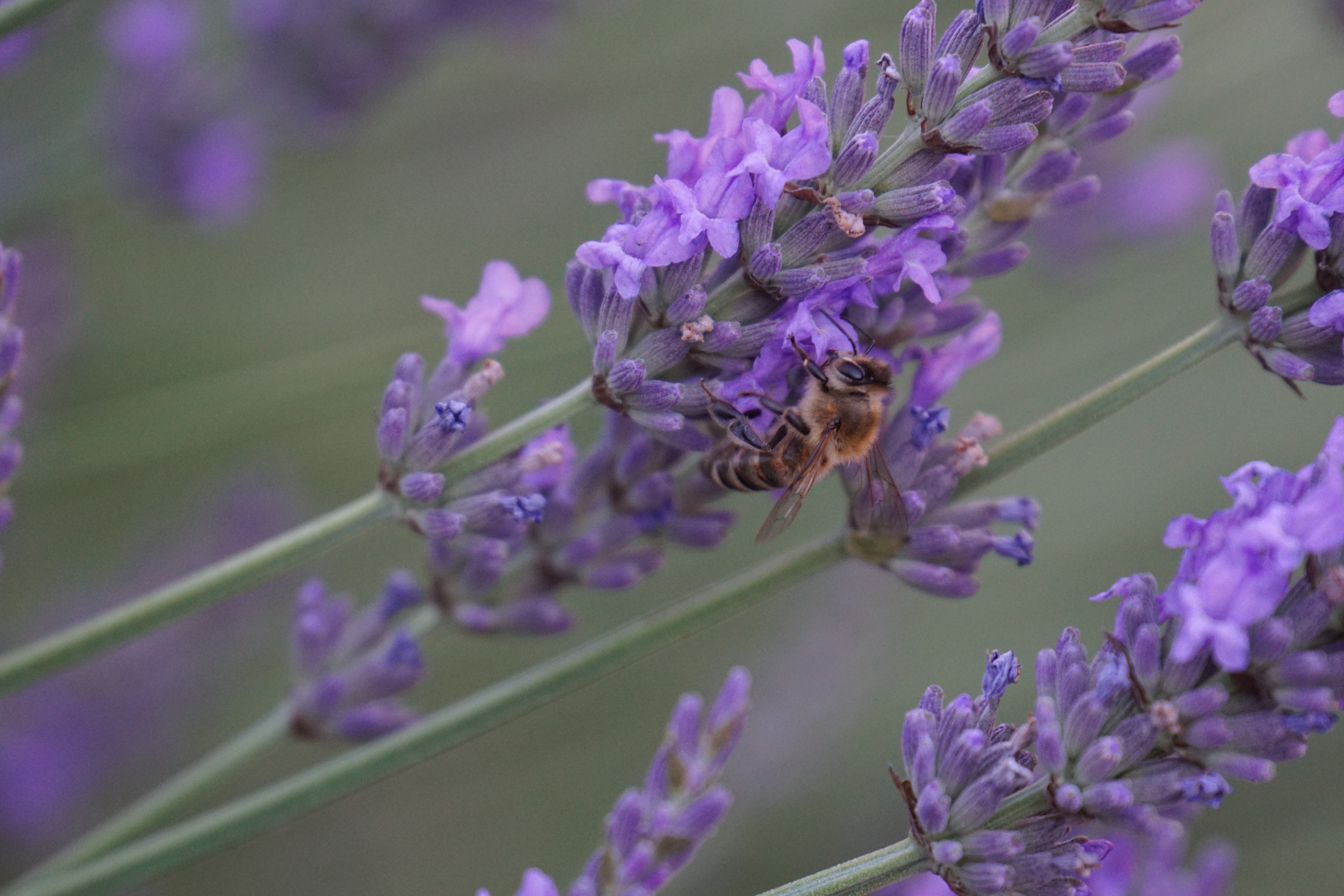 Eine Honigbiene sitzt auf einer lilanen Lavendelblüte.