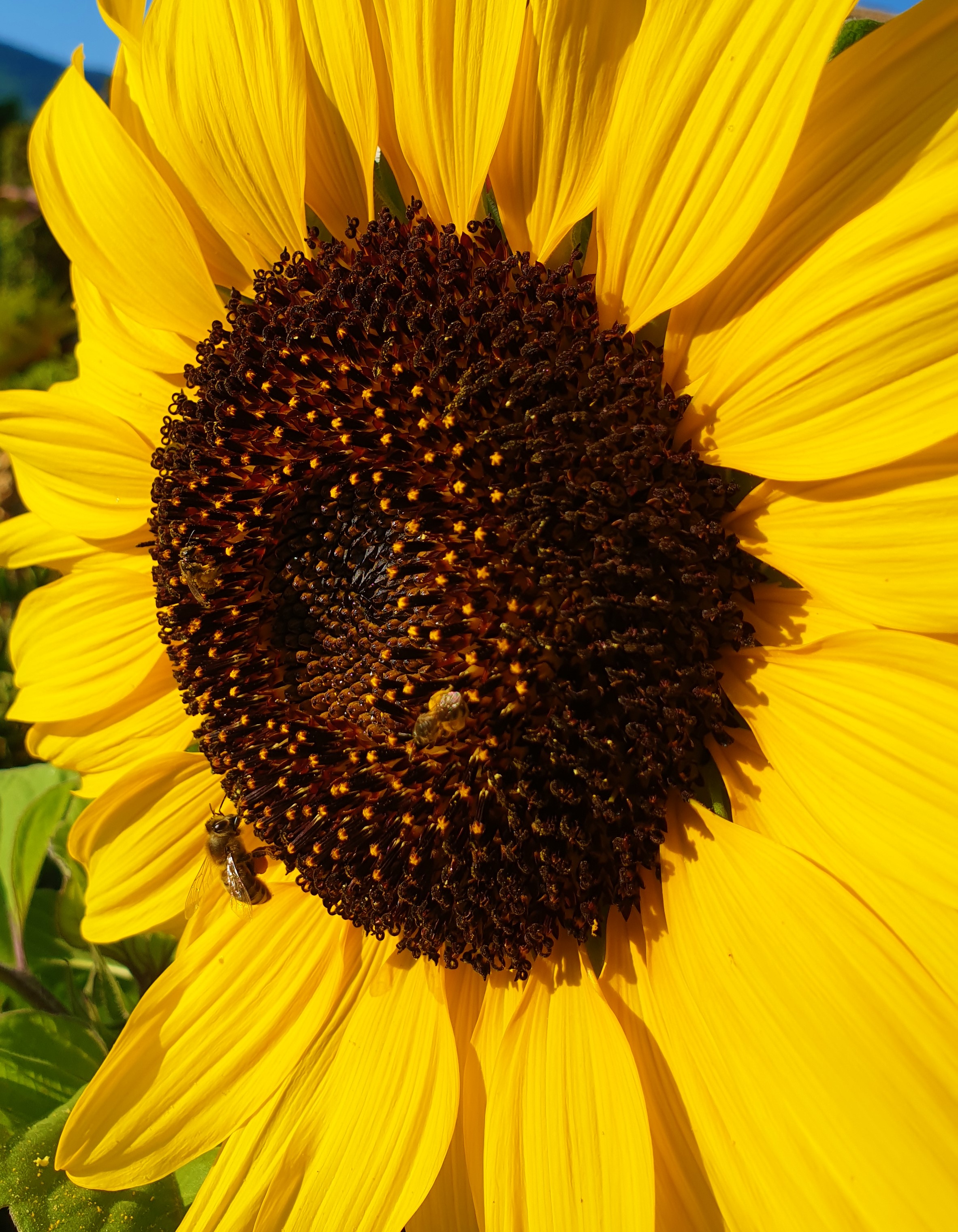 Eine Honigbiene sitzt auf einer Sonnenblumenblüte und sammelt Nektar und Pollen.