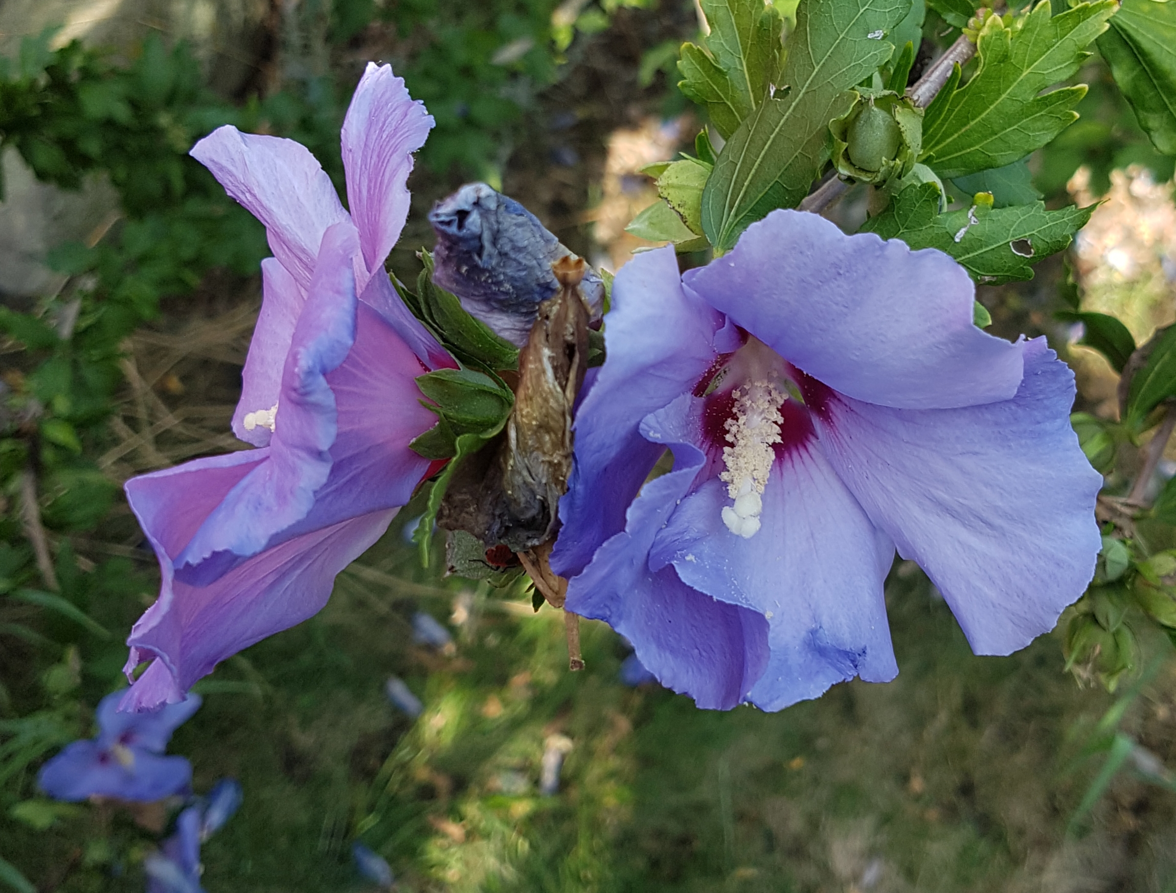 Zwei recht große lilane Blüten an einem Baum.