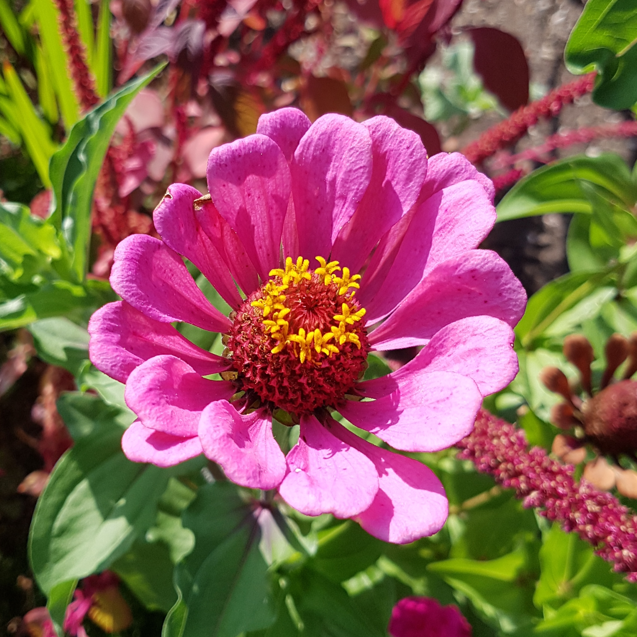 Eine pinkene Blume.
