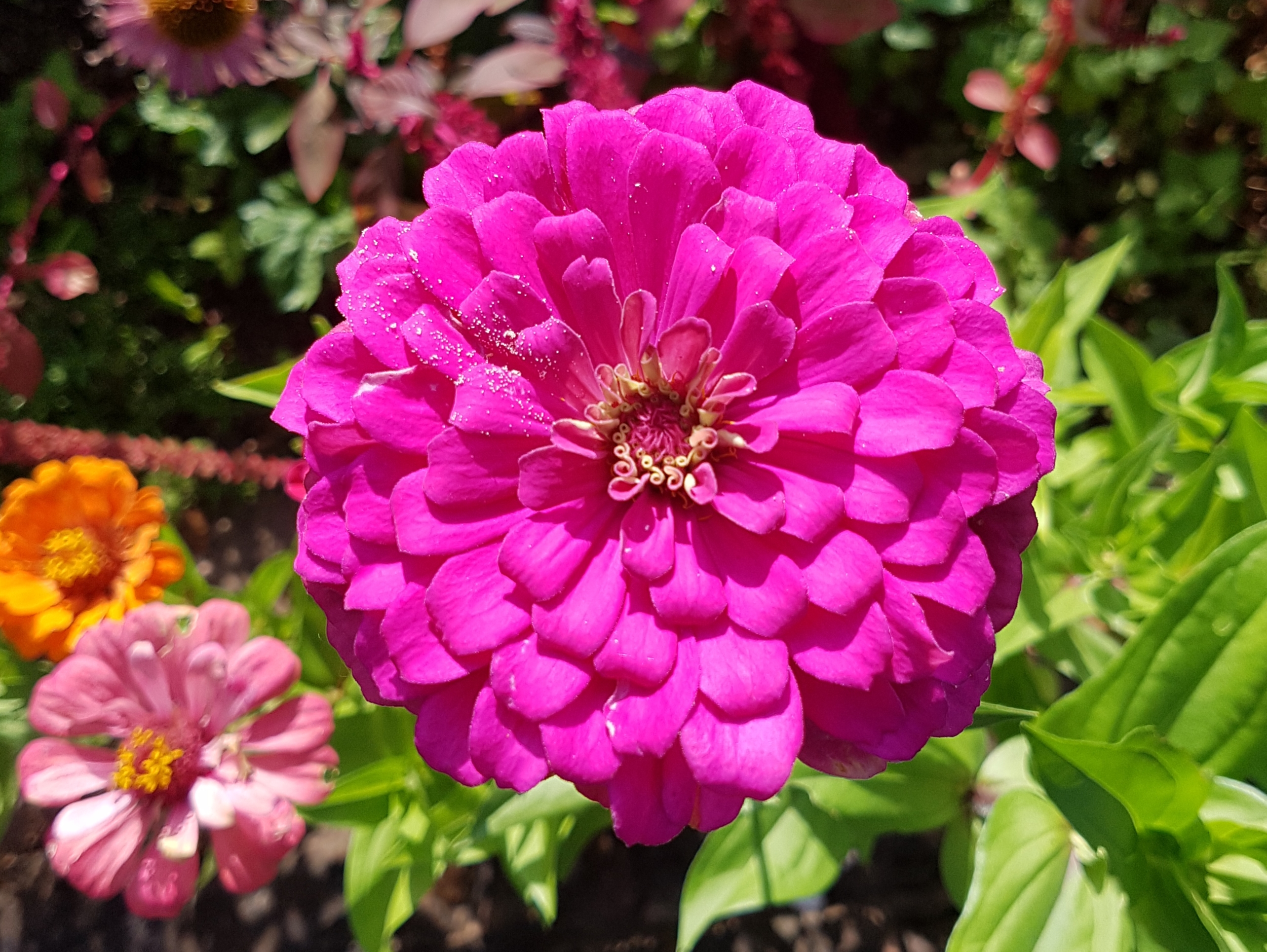 Eine pinkene Blume in einer Blumenwiese.