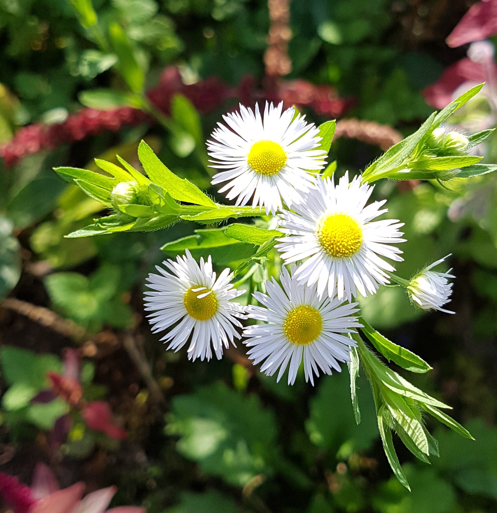 Fünf kleine Blüten mit unzähligen weißen Blütenblätern.
