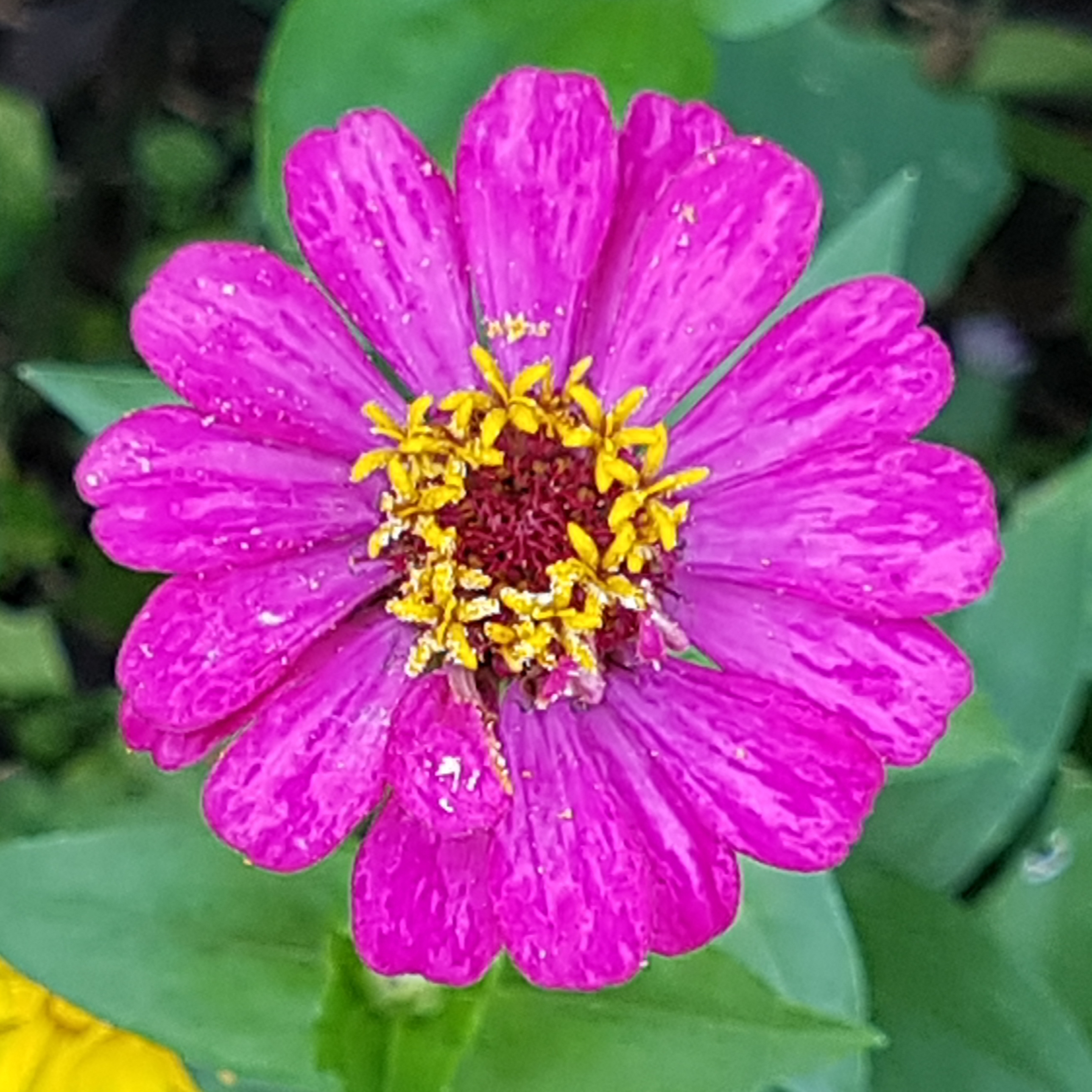 Eine pinke Blume.