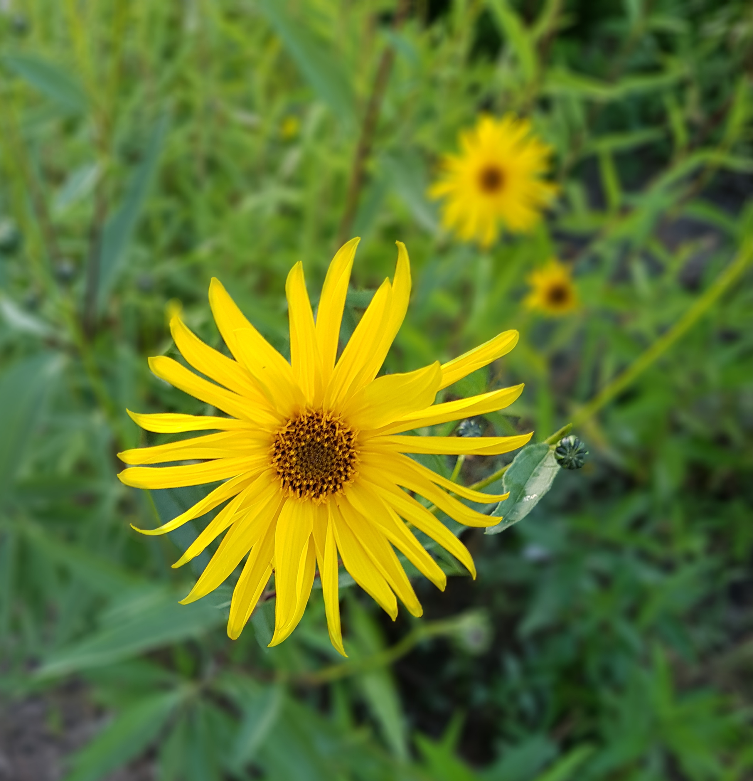Im Vordergrund ist eine gelbe vielblä,ttrige Blüte.