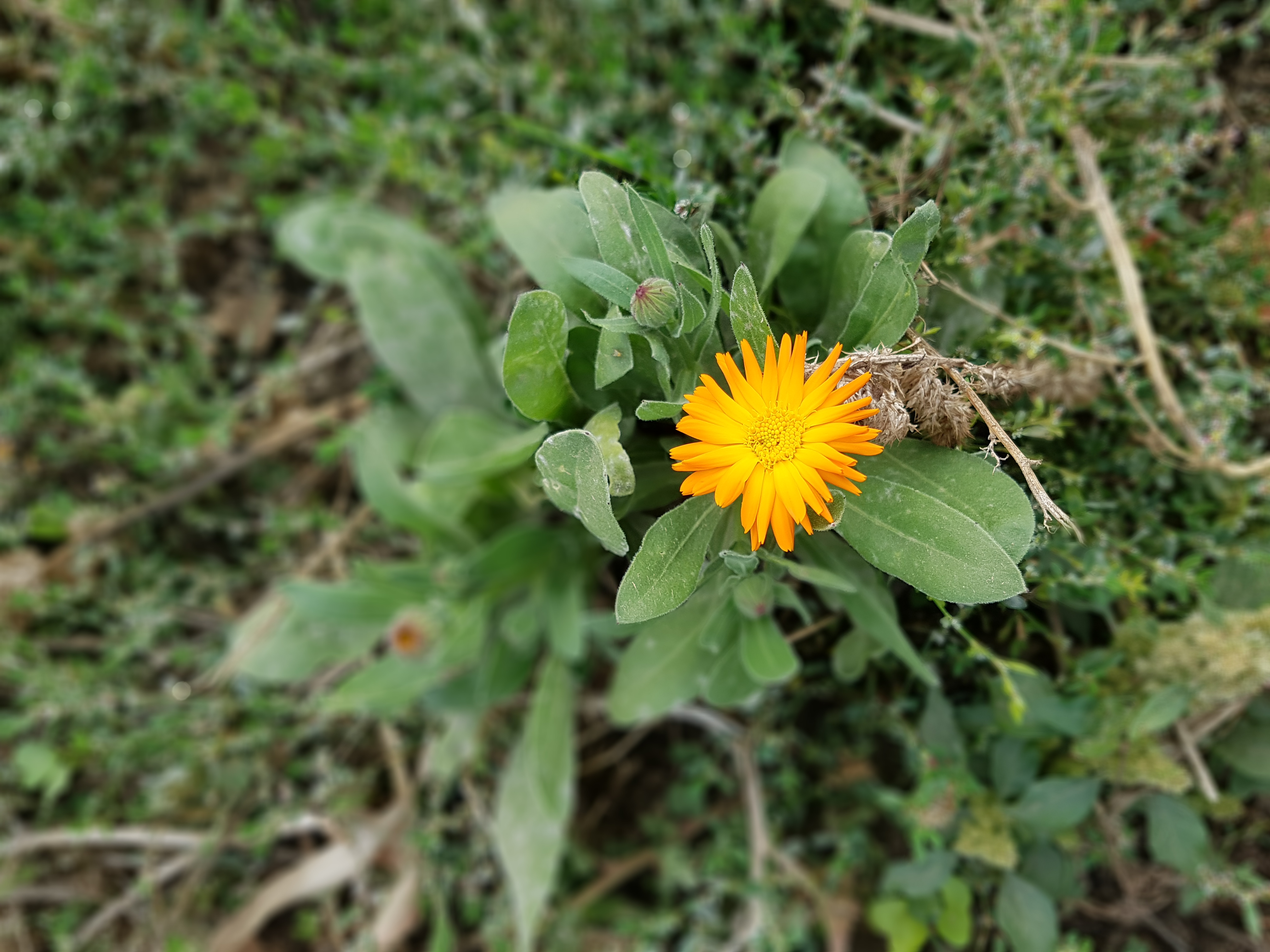 Eine weitere Blume am Feldrand mit der Farbe orange.