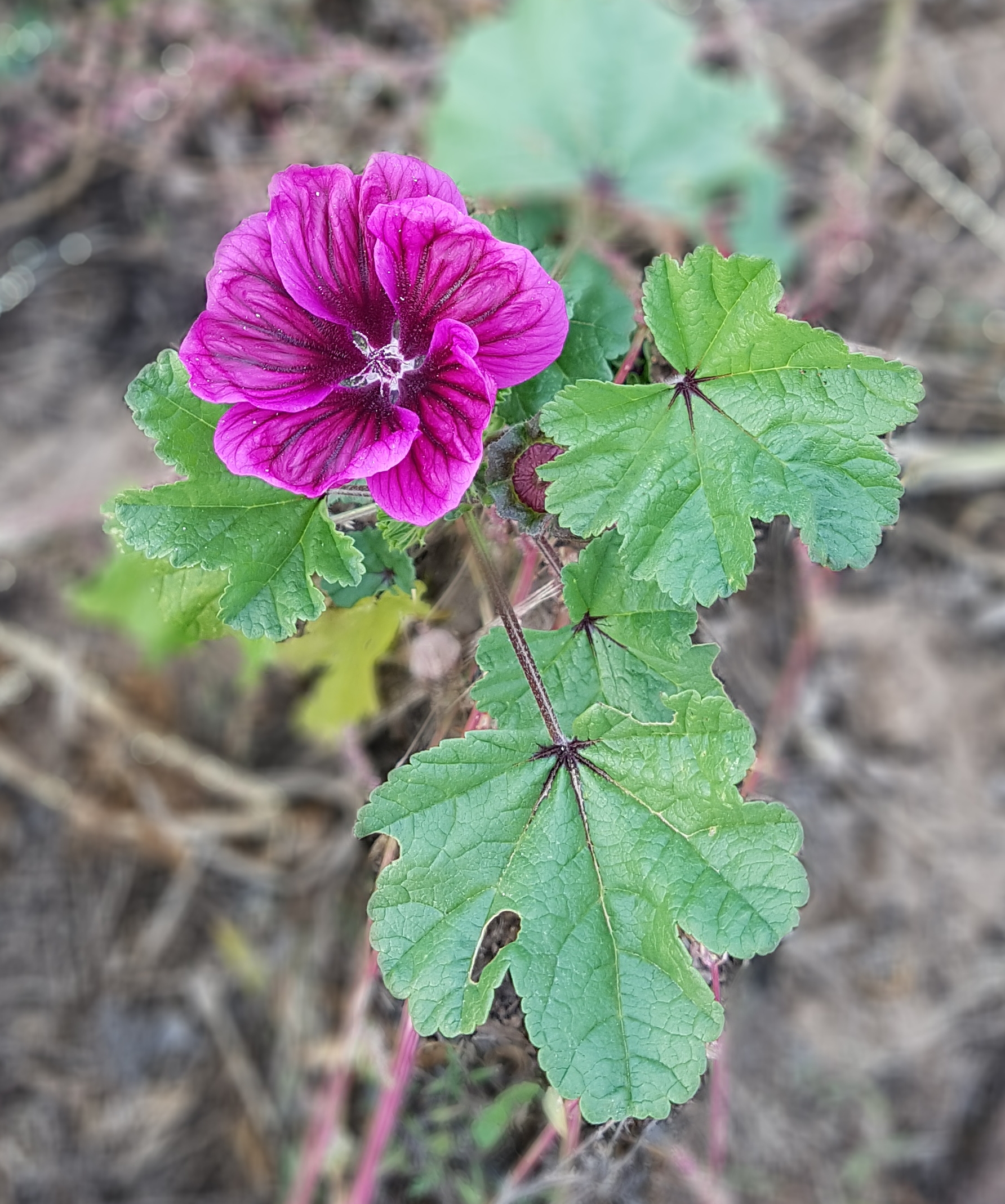Eine pinkene Blüte am Feldrand.