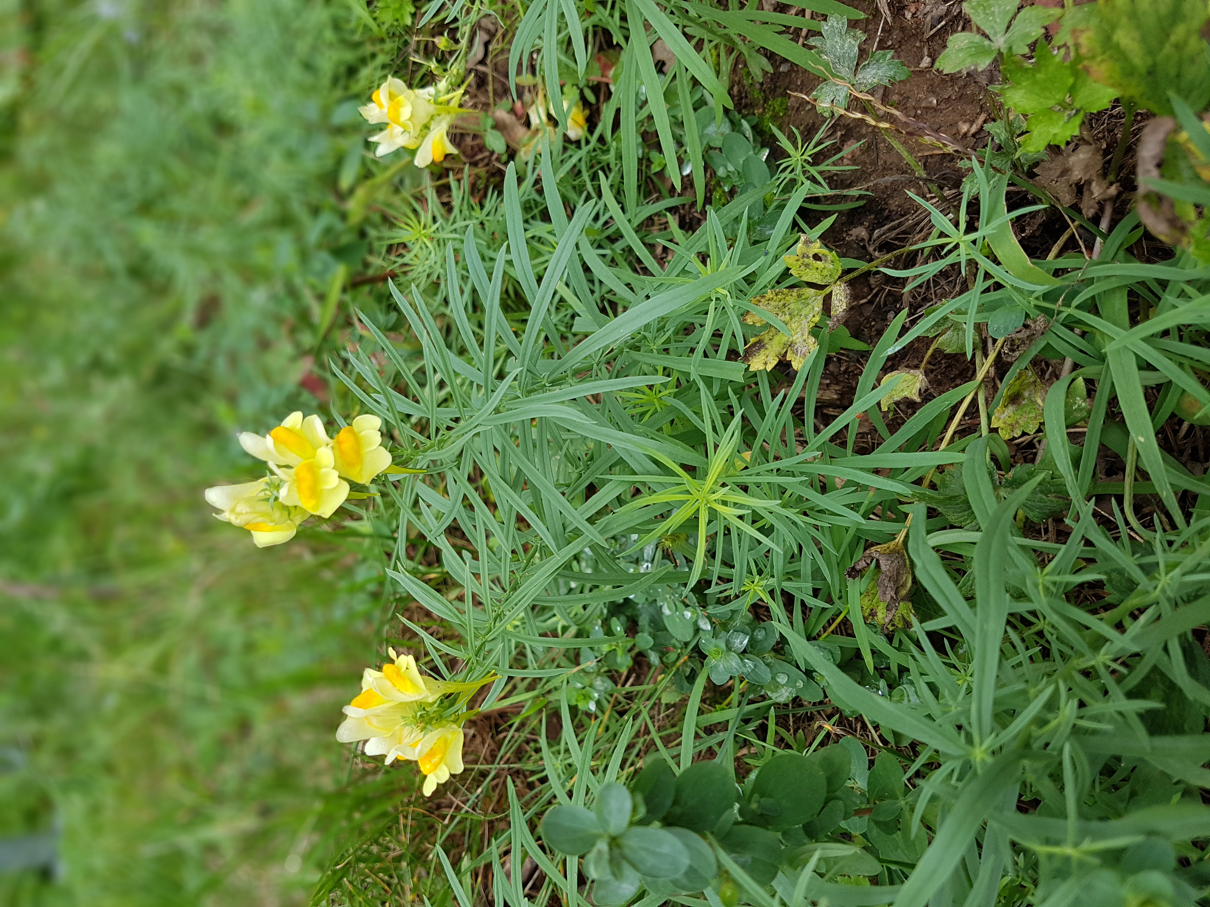 Gelbe Löwenmäulchen auf einer grünen Wiese.
