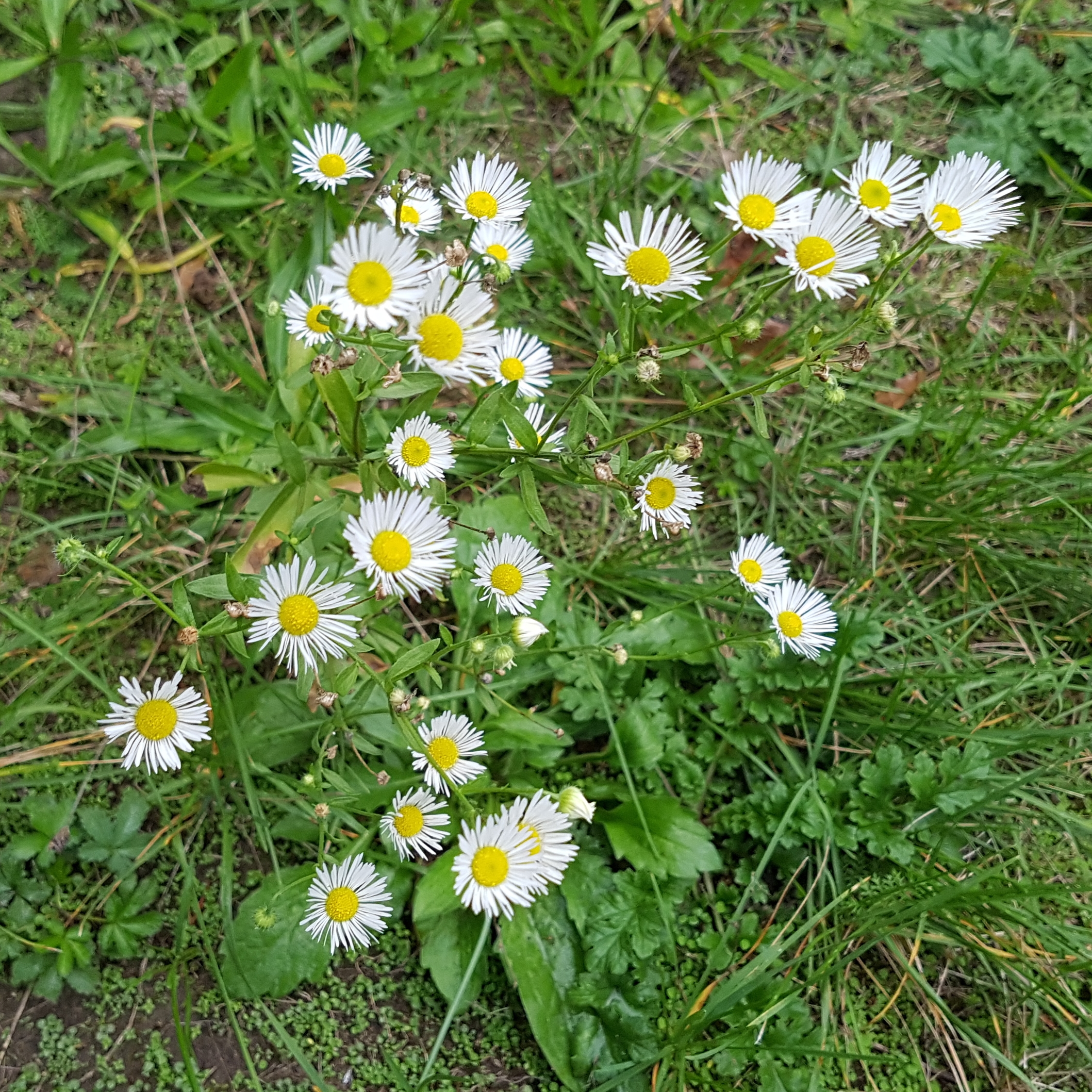 Mehrere vielbl&aumlttrige weiße Blüten.