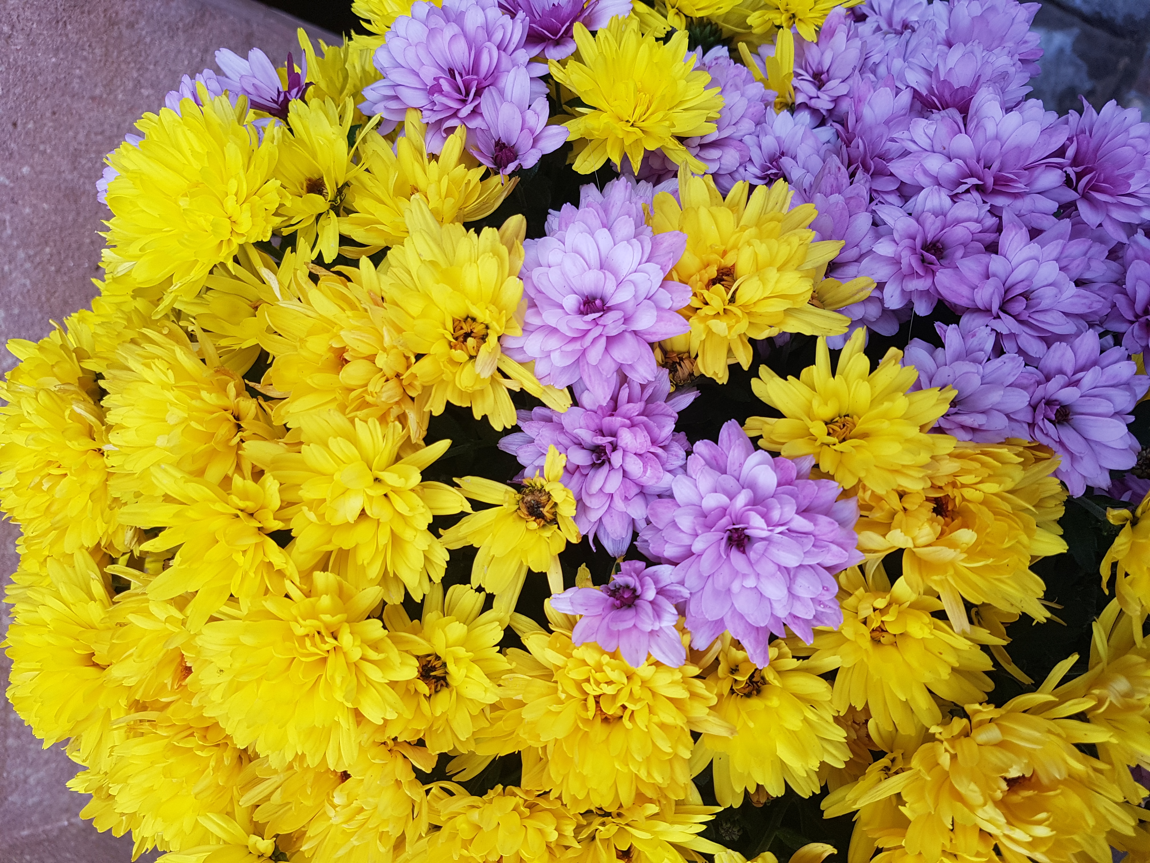 Ein großer Blütenbusch mit gelben und rosanen Blüten.