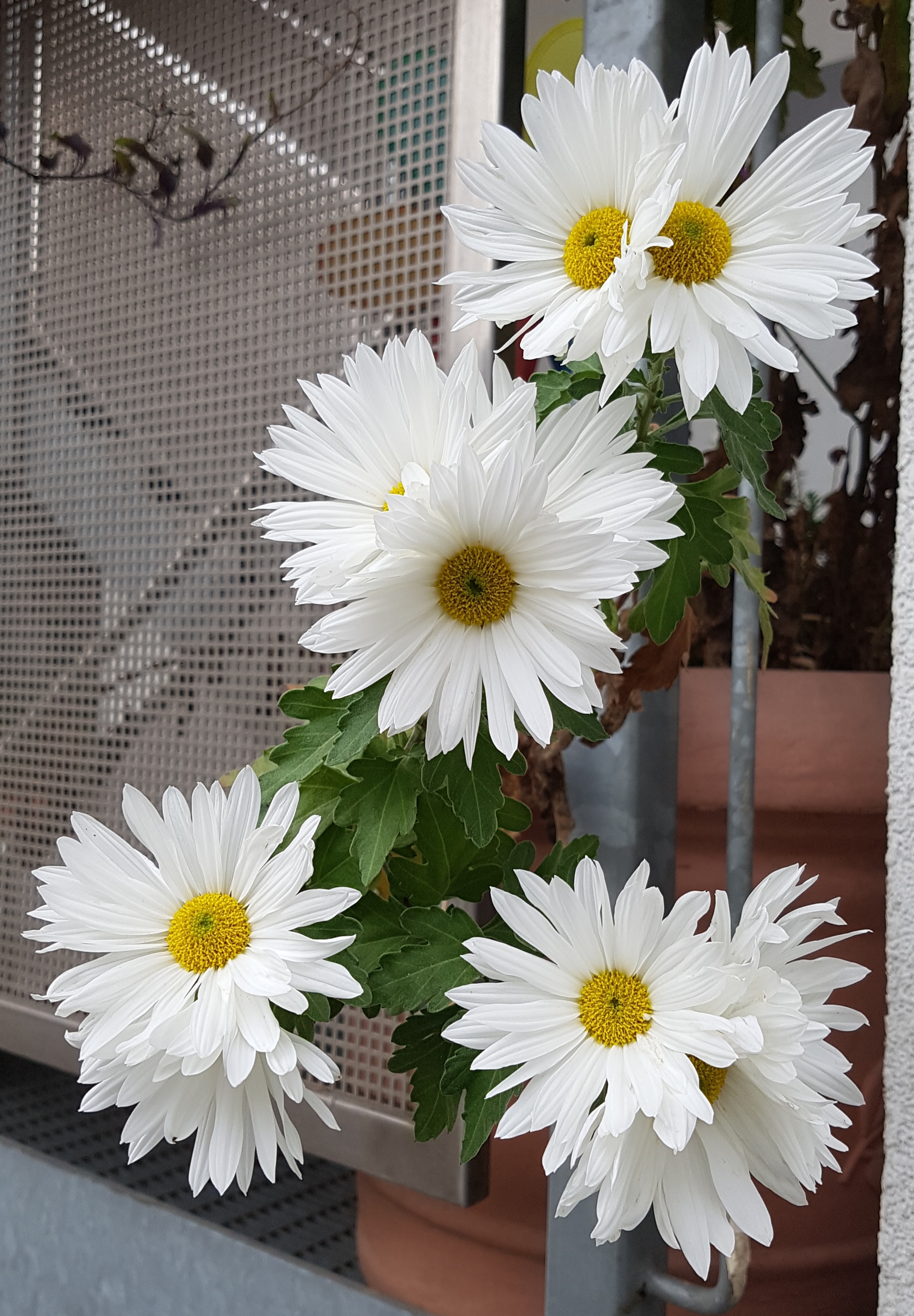 Acht große weiße Blüten.