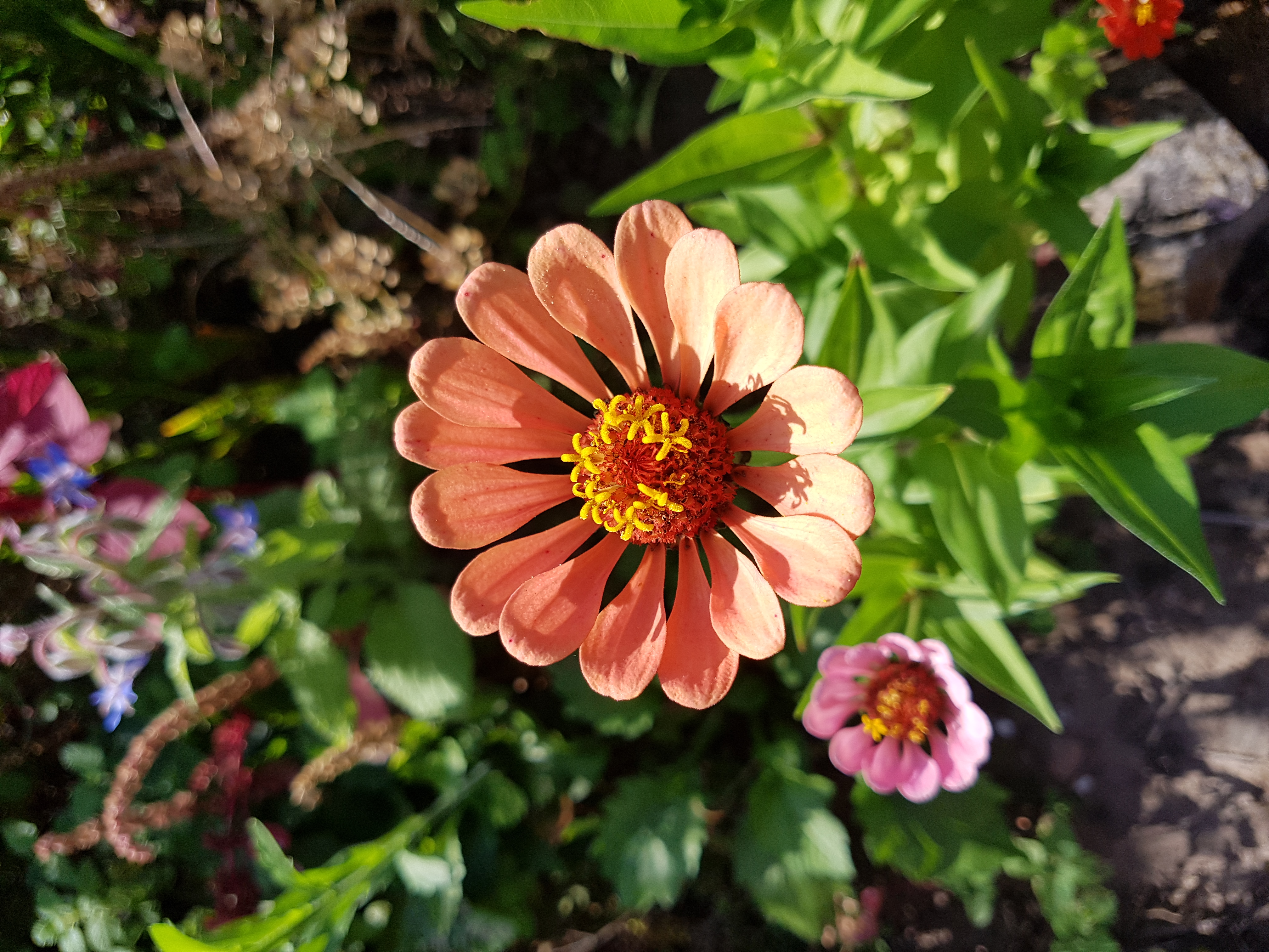 Eine rötliche Blume.
