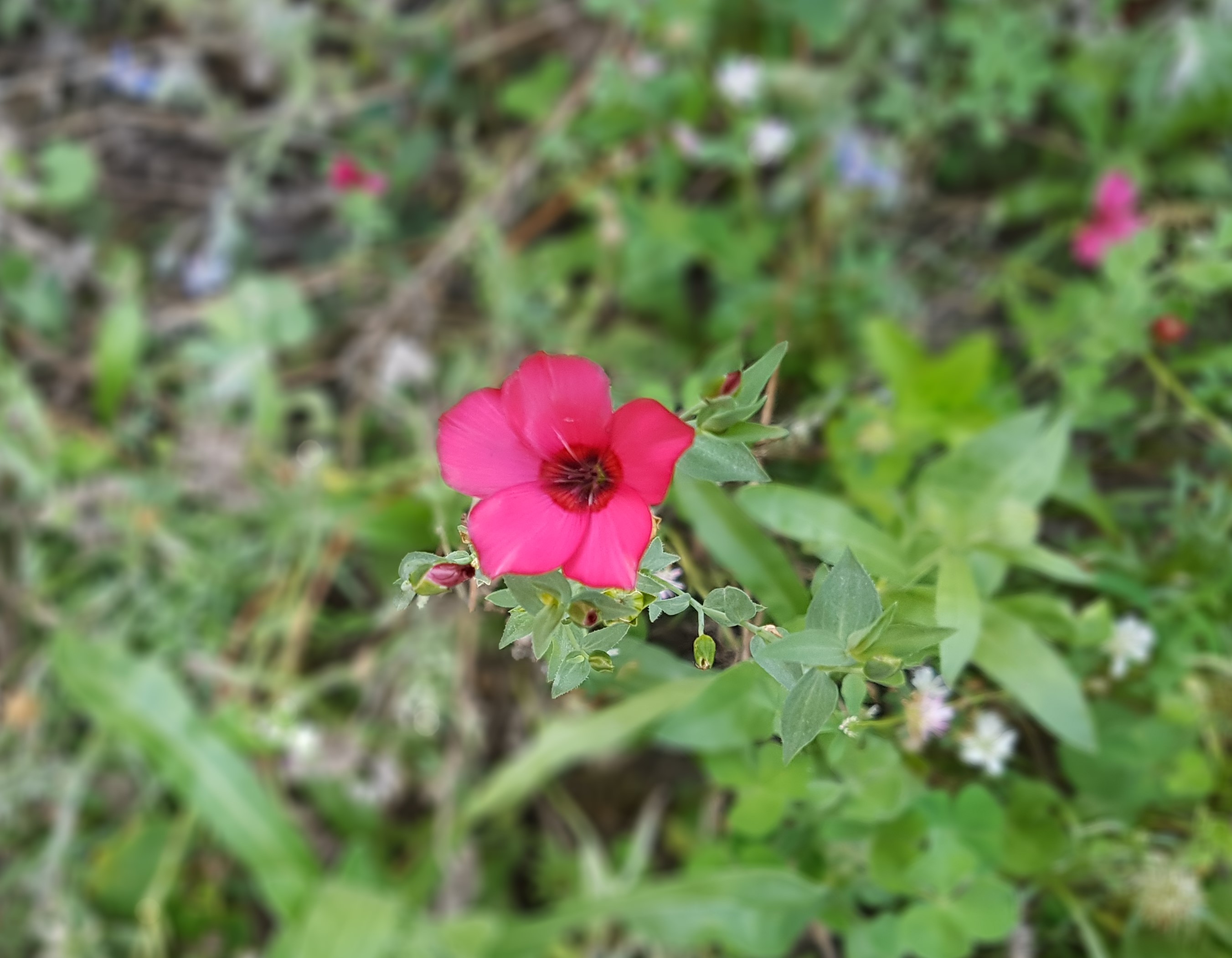 Eine fünfblättrige pinkene Blume.