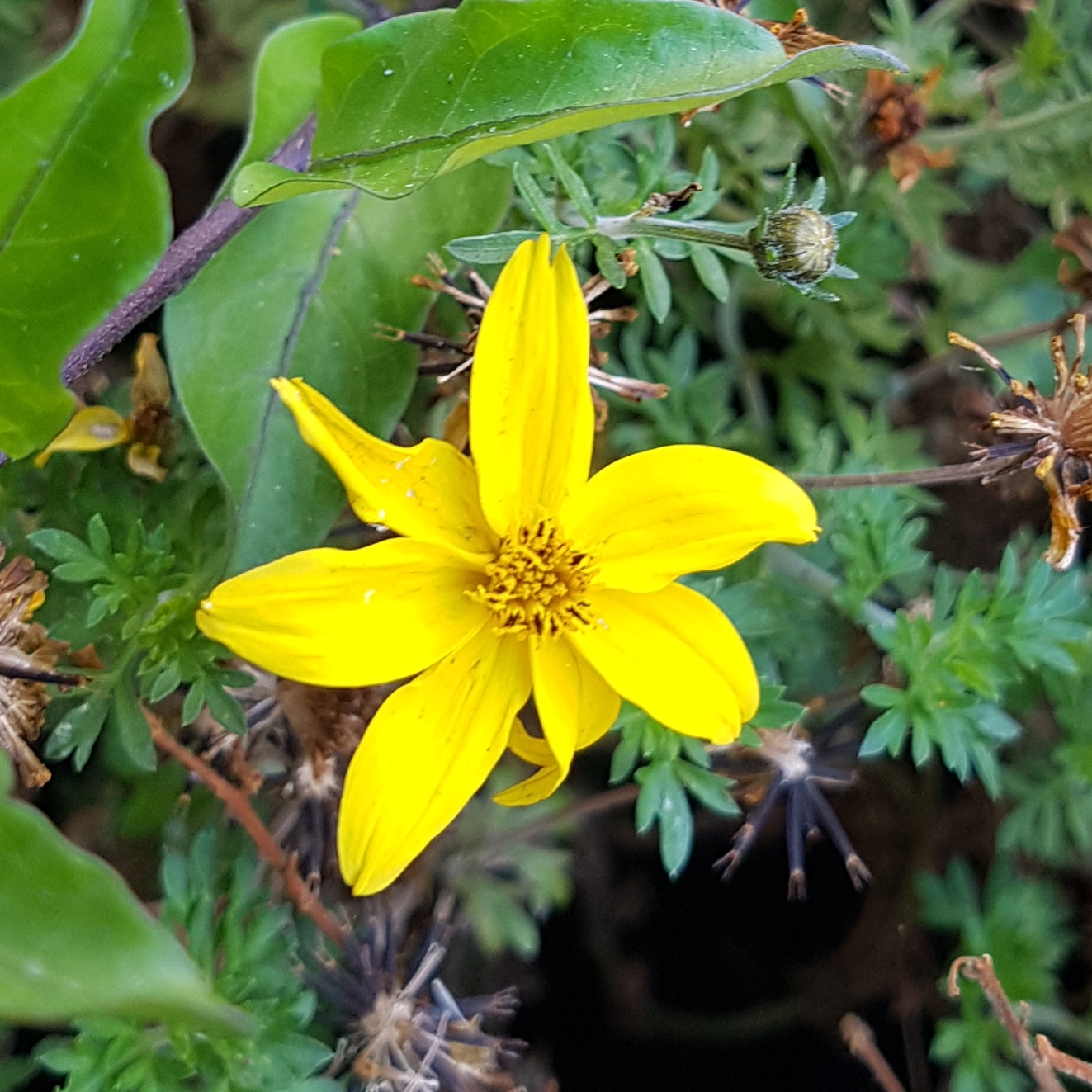 Eine gelbe Blüte mit sieben Blütenblättern.