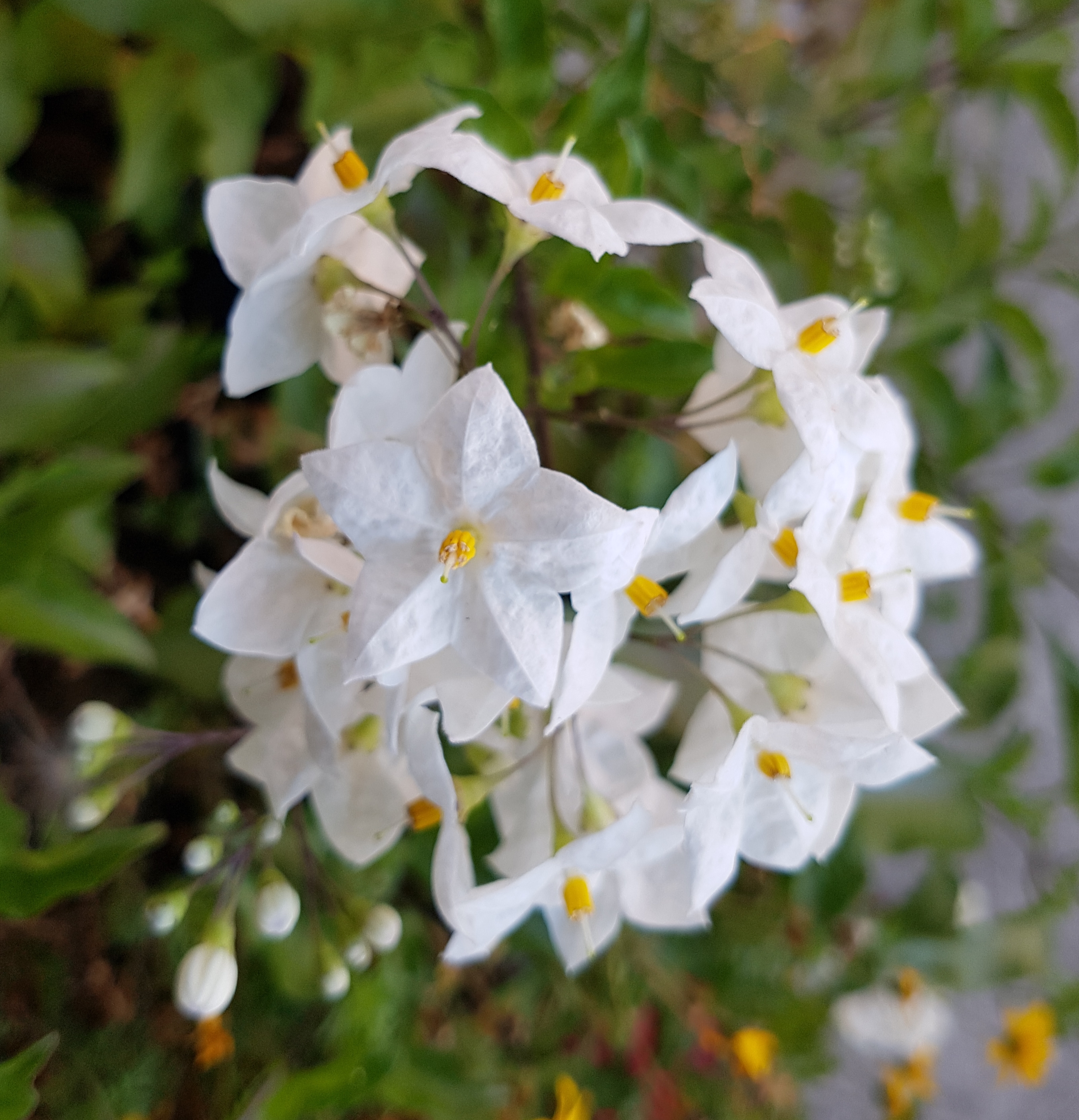 Kleine weiße sternförmige Blüten an einem mit Blättern geschmückten Stängel.