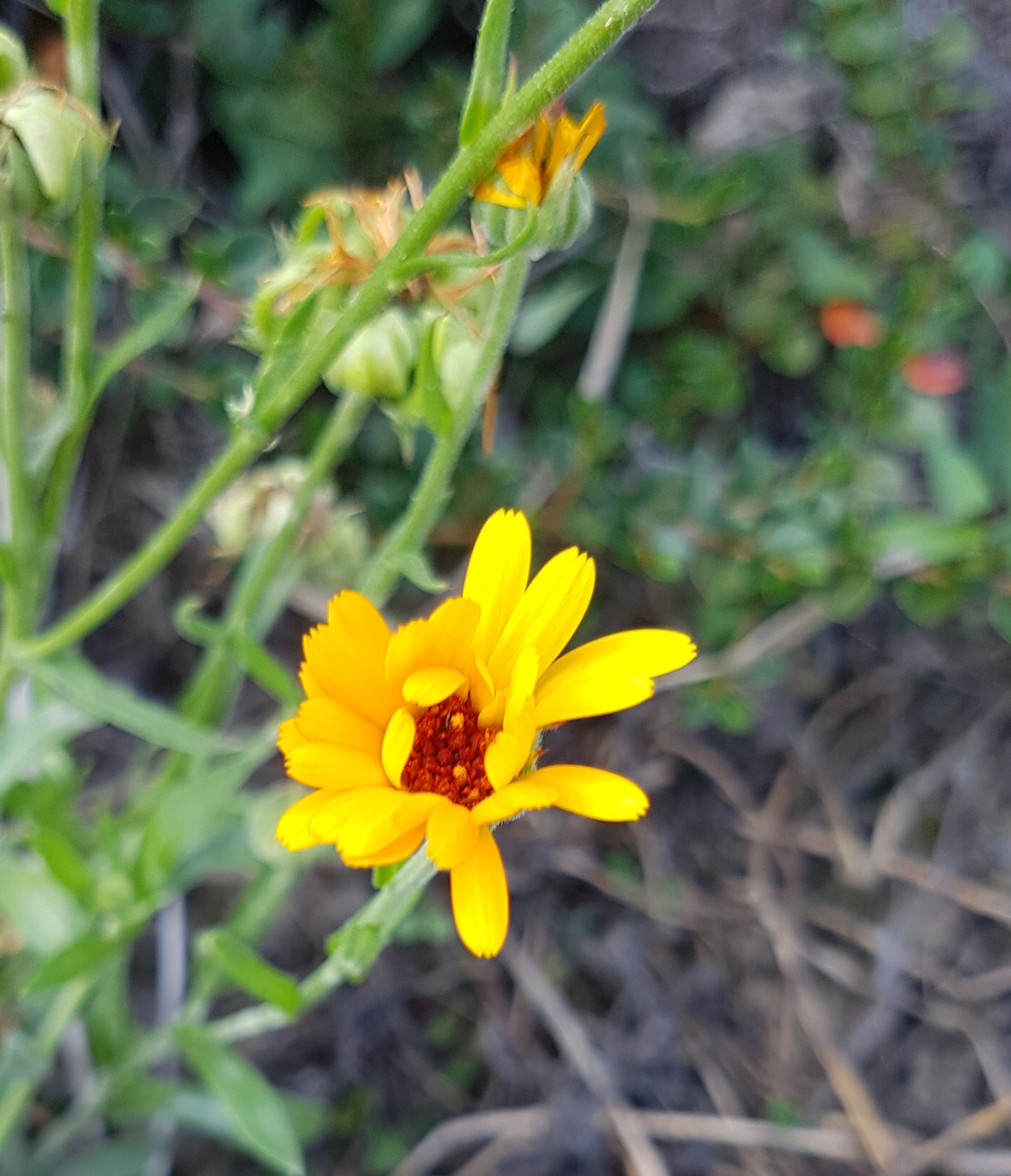 Eine weitere gelbe Blume.