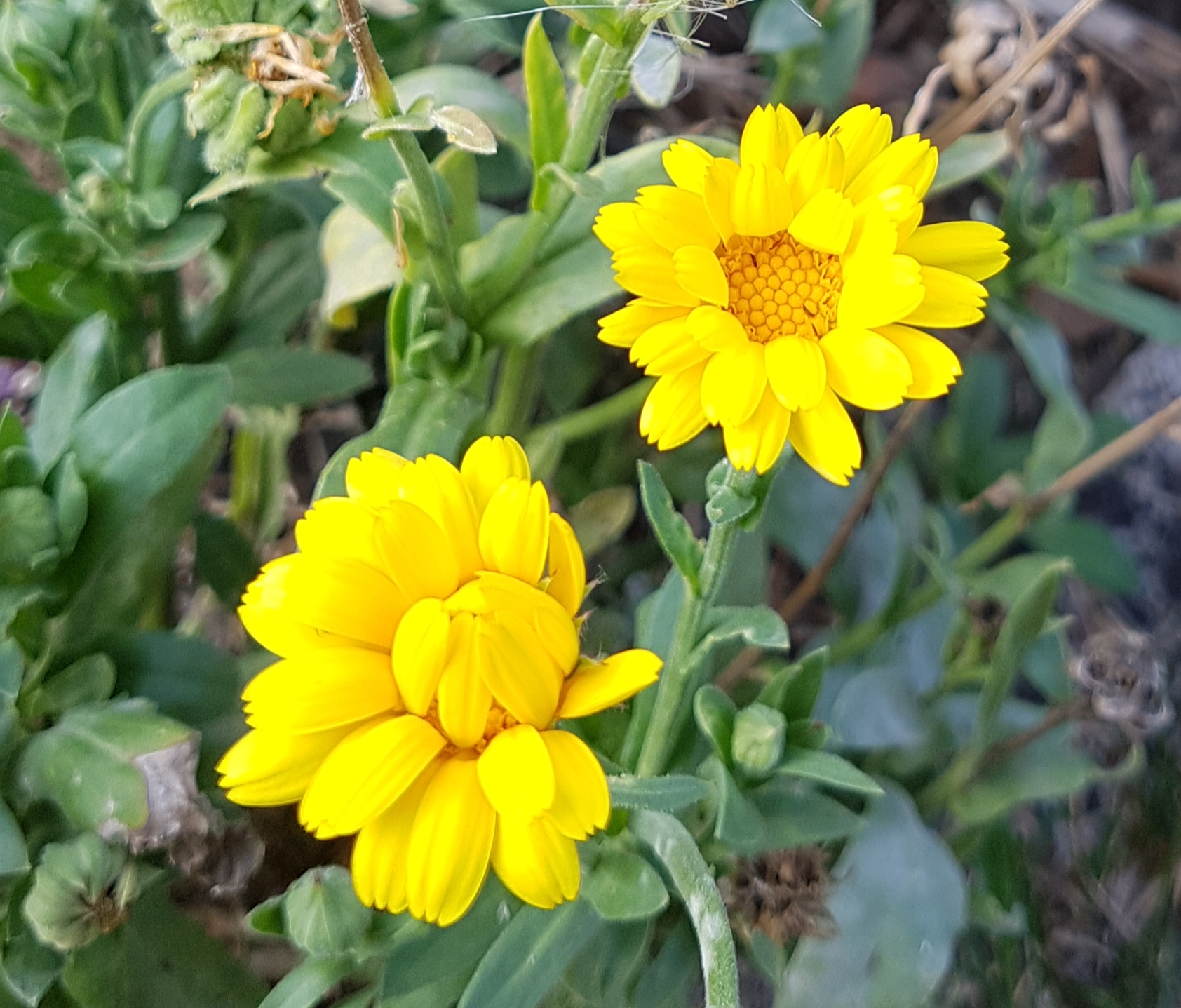 Gelbe Blumen.