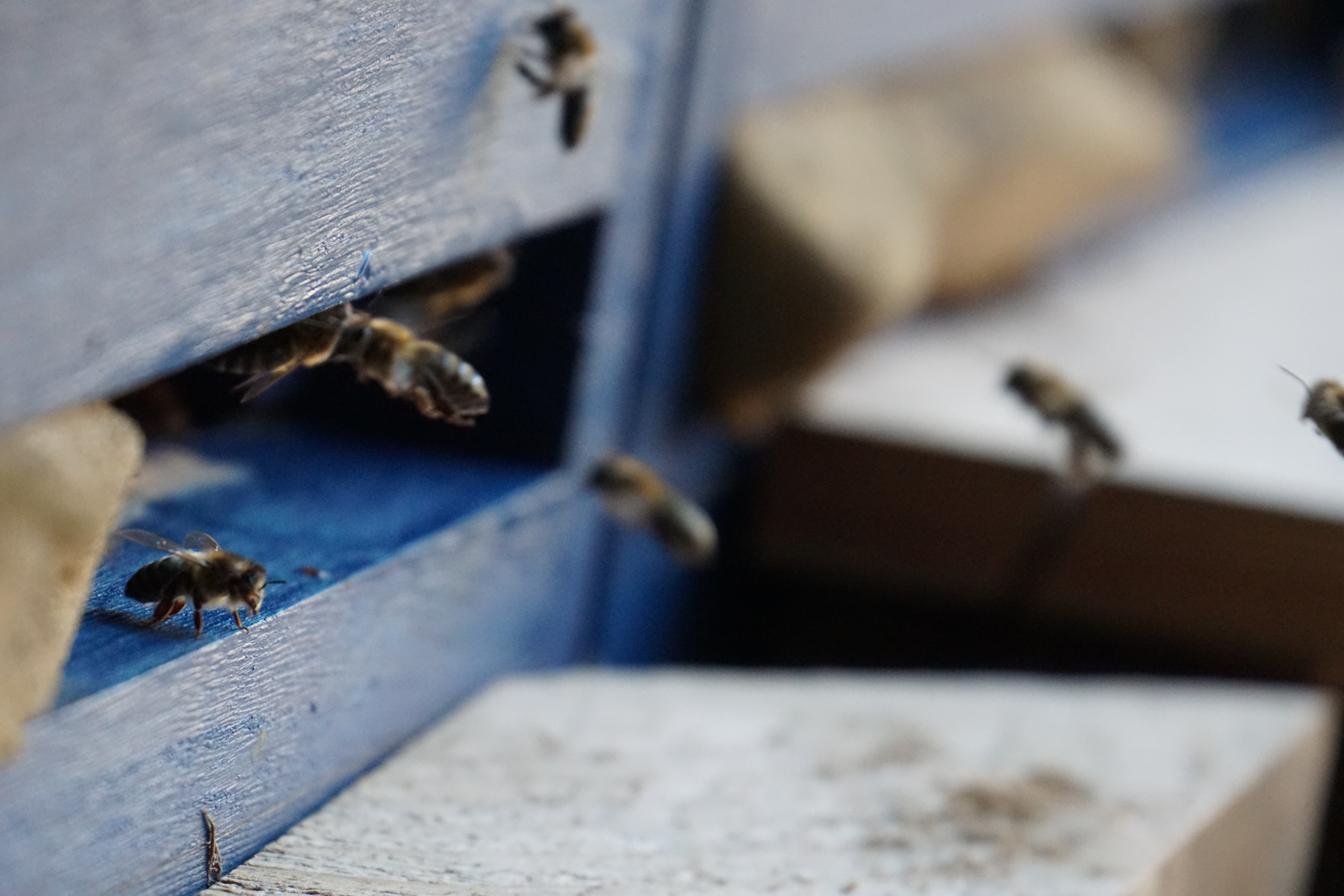 Sechs Honigbienen vor ihrem blauen Flugloch ihres Stocks.
