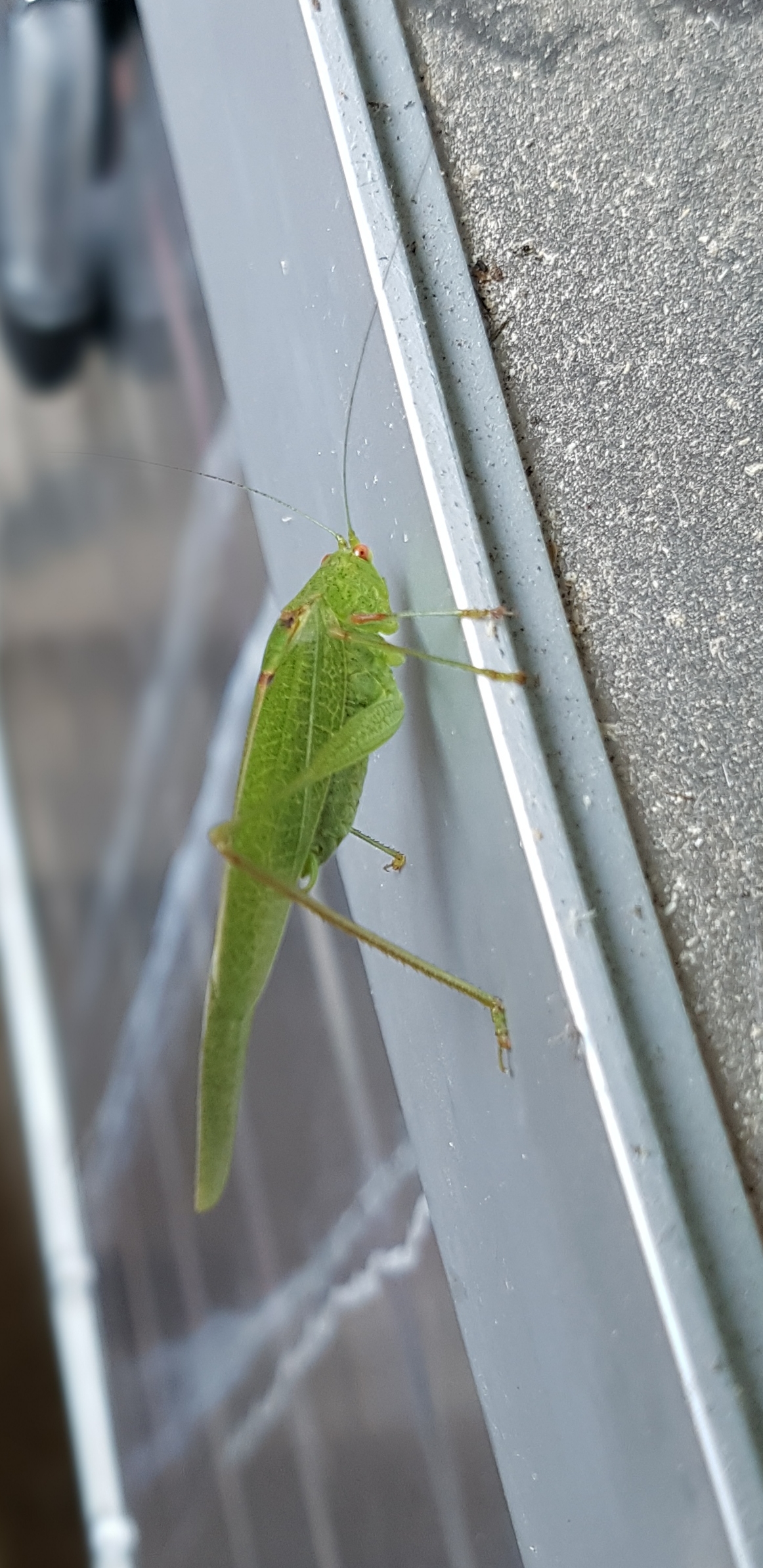 Ein grüner grashüpfer sitz auf einer silbernen Kiste.