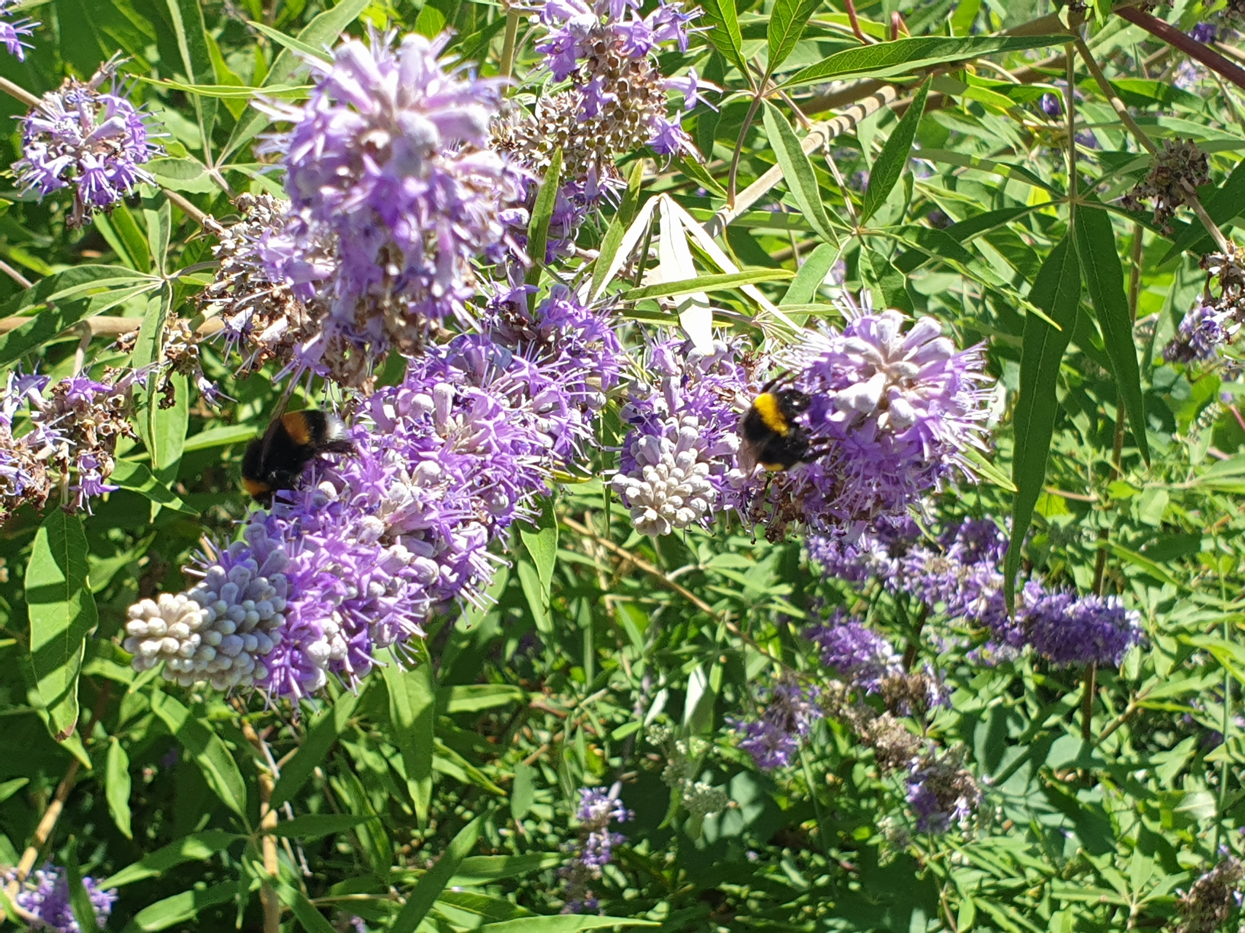 Zwei dunkle Erdhummeln auf der helllila Blüte einer Pflanze mit spitzen Blättern.