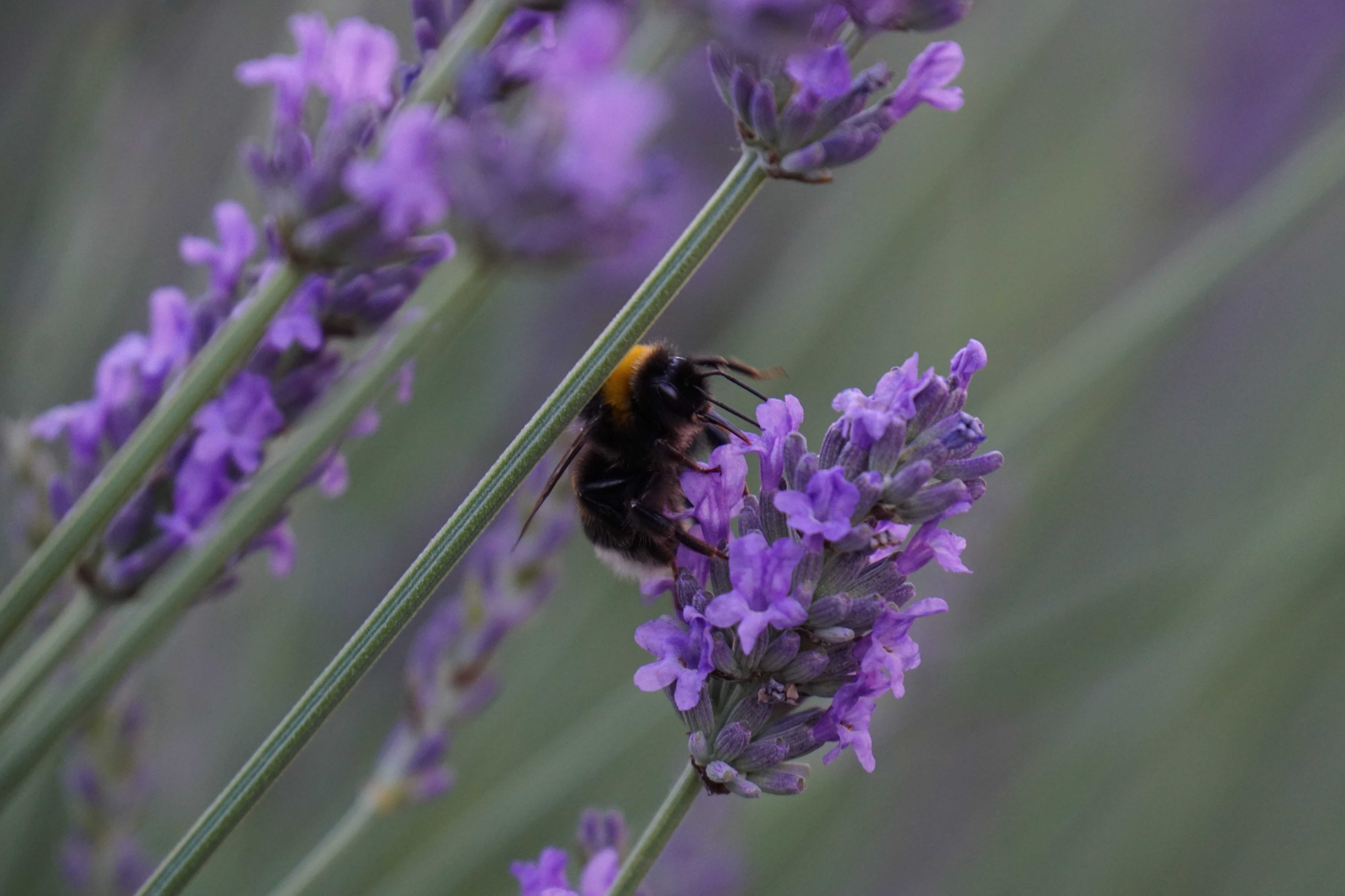 Eine Hummel sitzt auf einer lilanen Lavendelblüte.