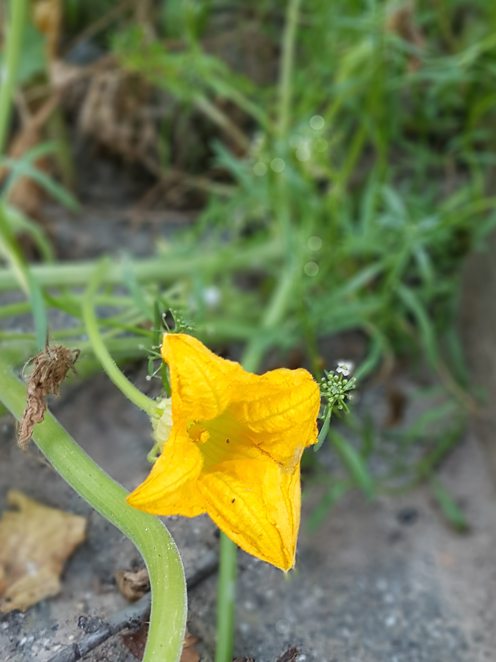 Eine orangene Blüte einer Kürbispflanze.