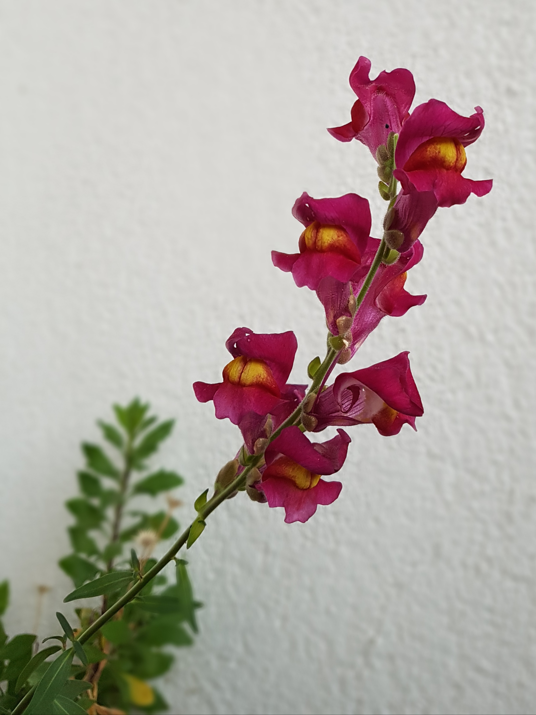 Pinke Löwenmäulchen vor einer weißen Wand.