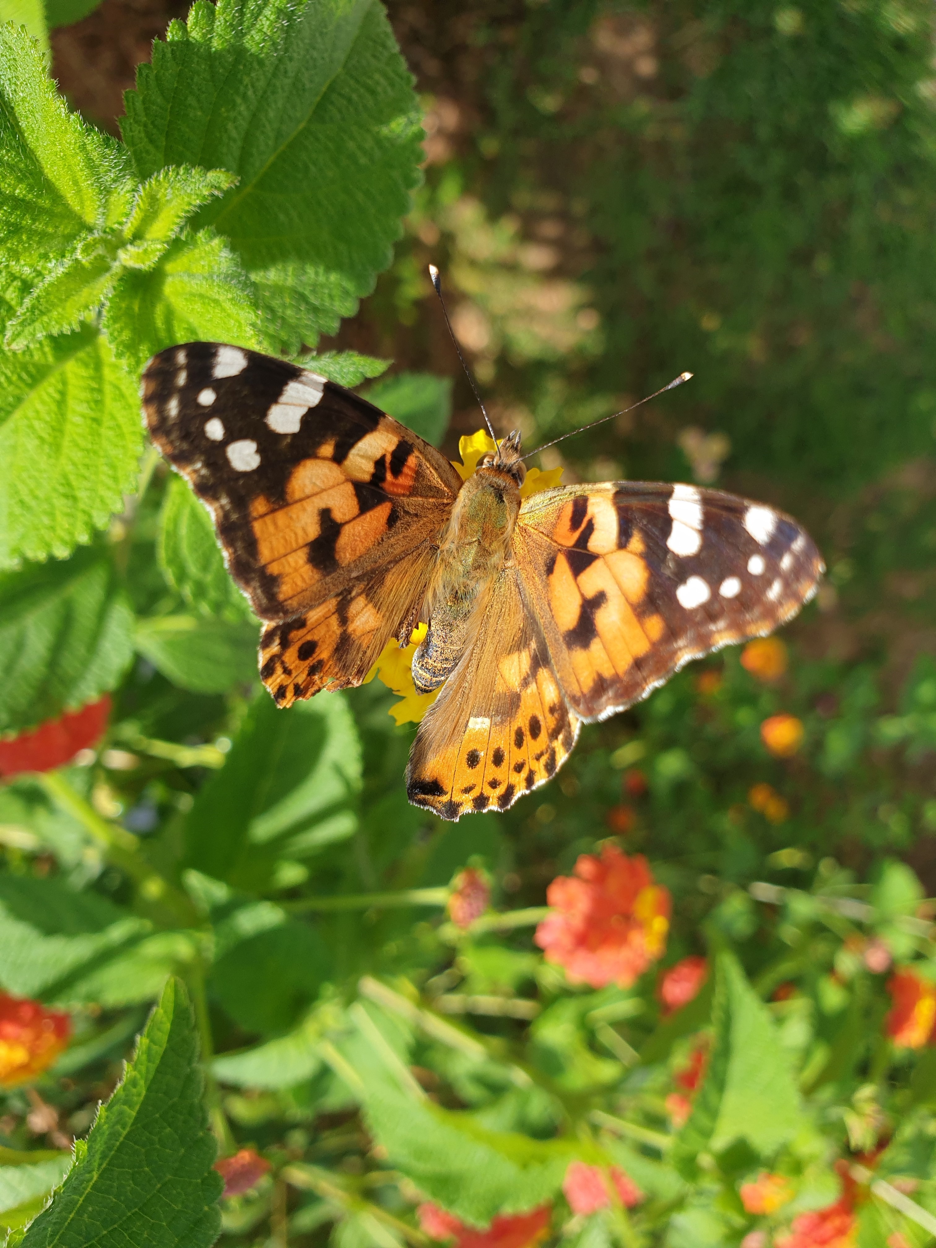 Ein  orange-schwarzer Schmetterling mit weißen Punkten sitzt auf grünen Blättern. Im Hintergrund sind kleine rote Blüten zu sehen.