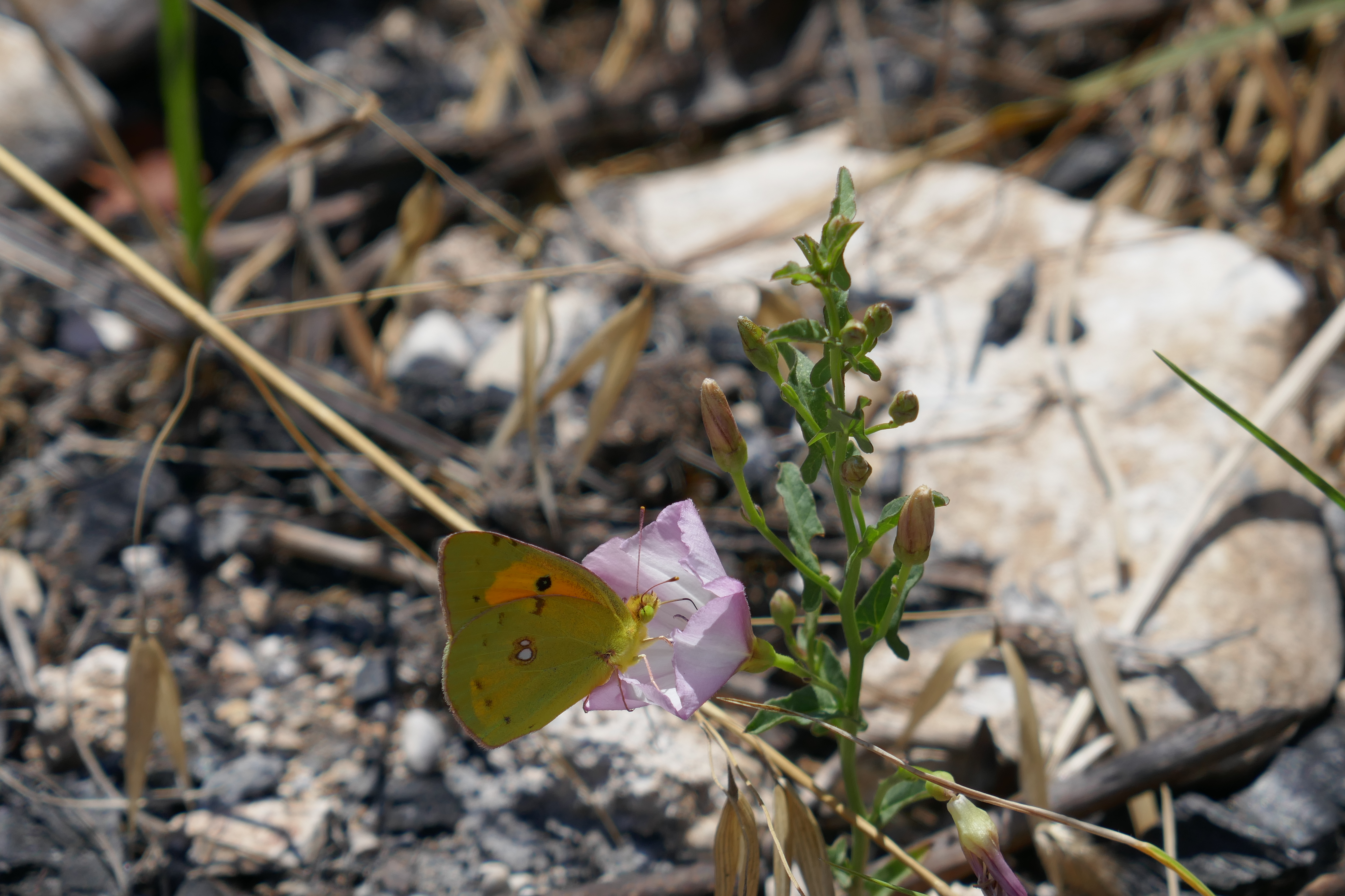 Ein gelber Schmetterling genießt die Sonne auf einem Grashalm. Im Hintergrund sind kleine Steine zu sehen.