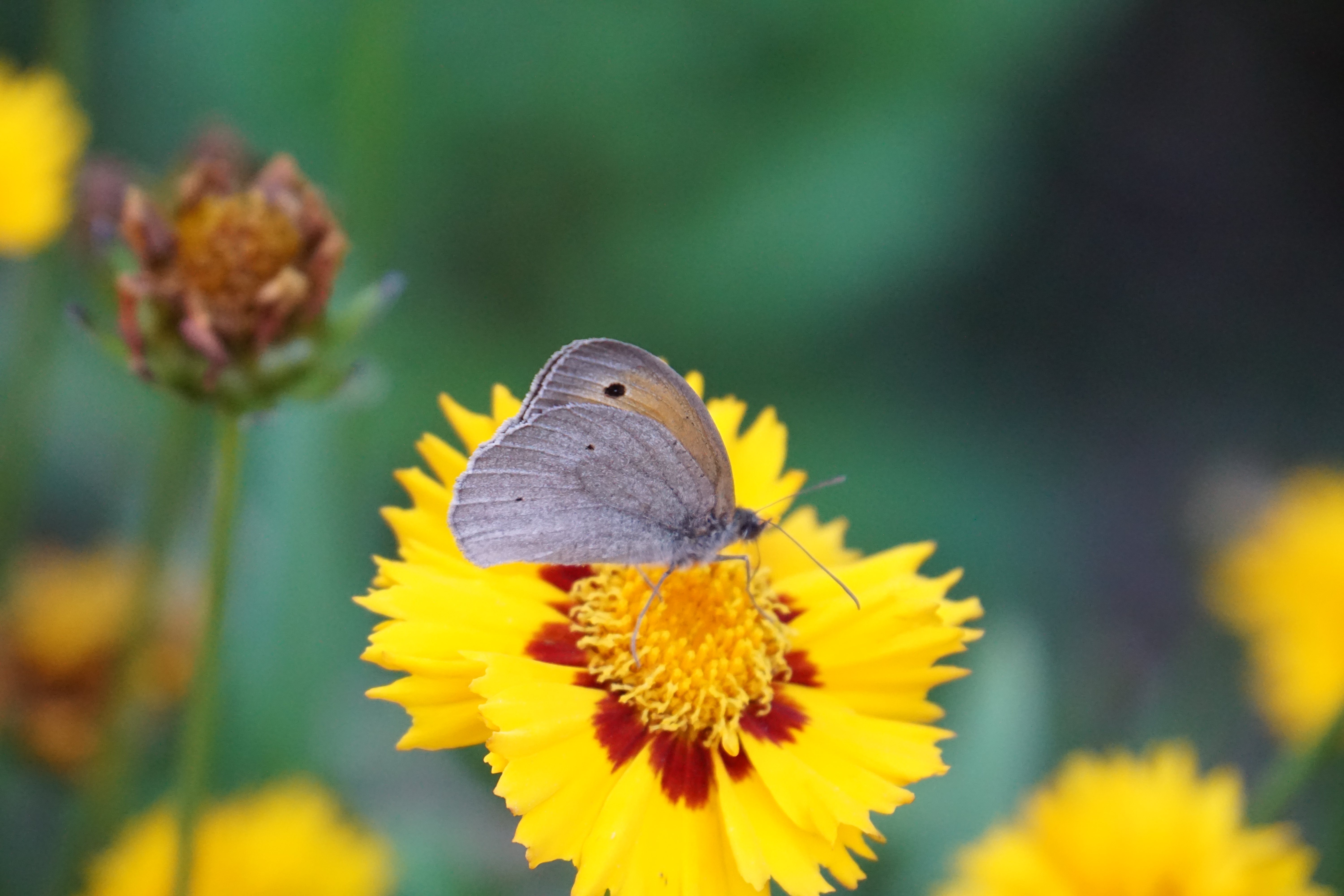 Gräulicher Schmetterling auf gelber Blume.