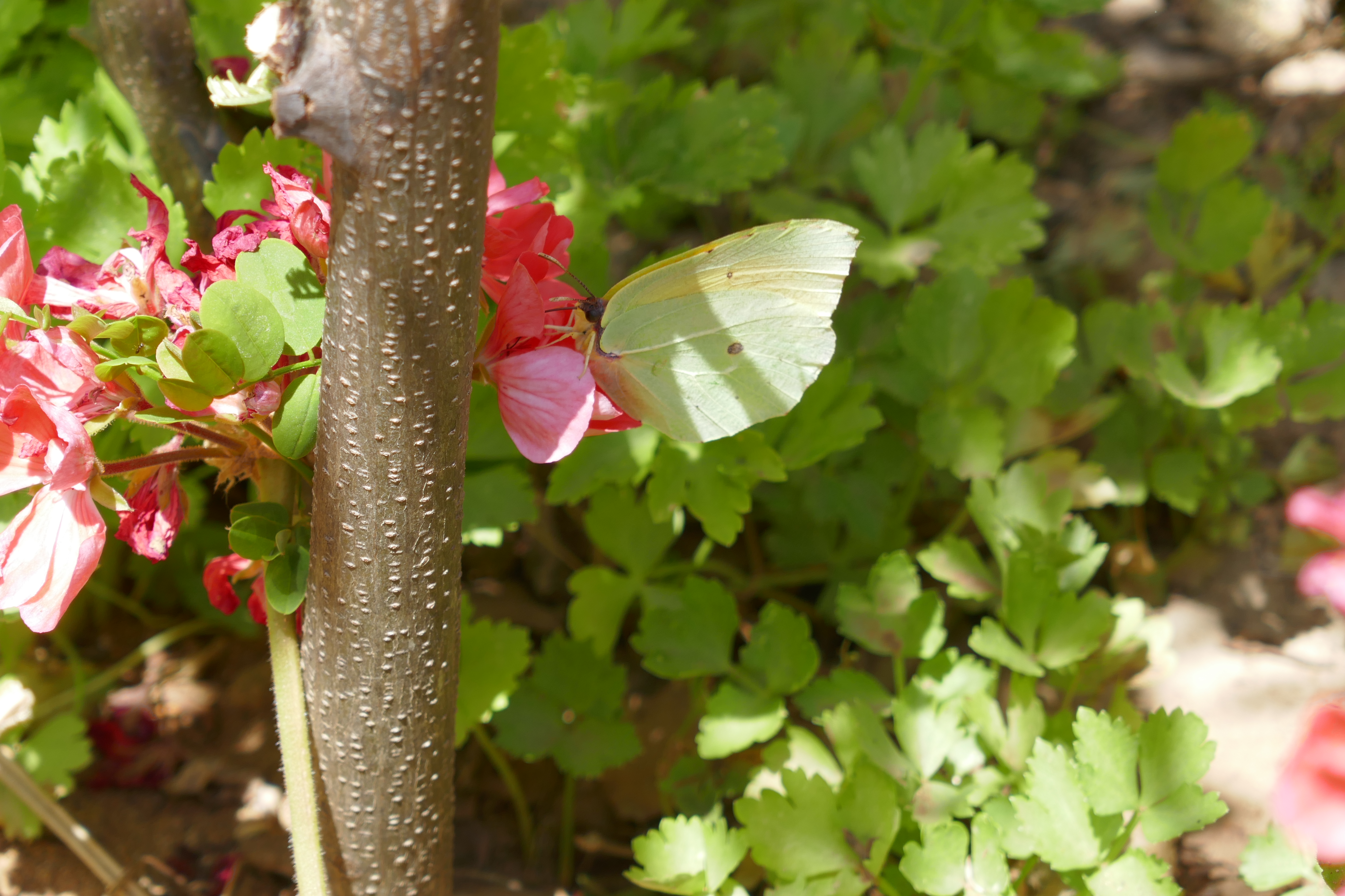 Ein leicht grünlicher Schmetterling sitzt hinter einem sehr dünnen Baumstamm auf eier rötlichen Blume.