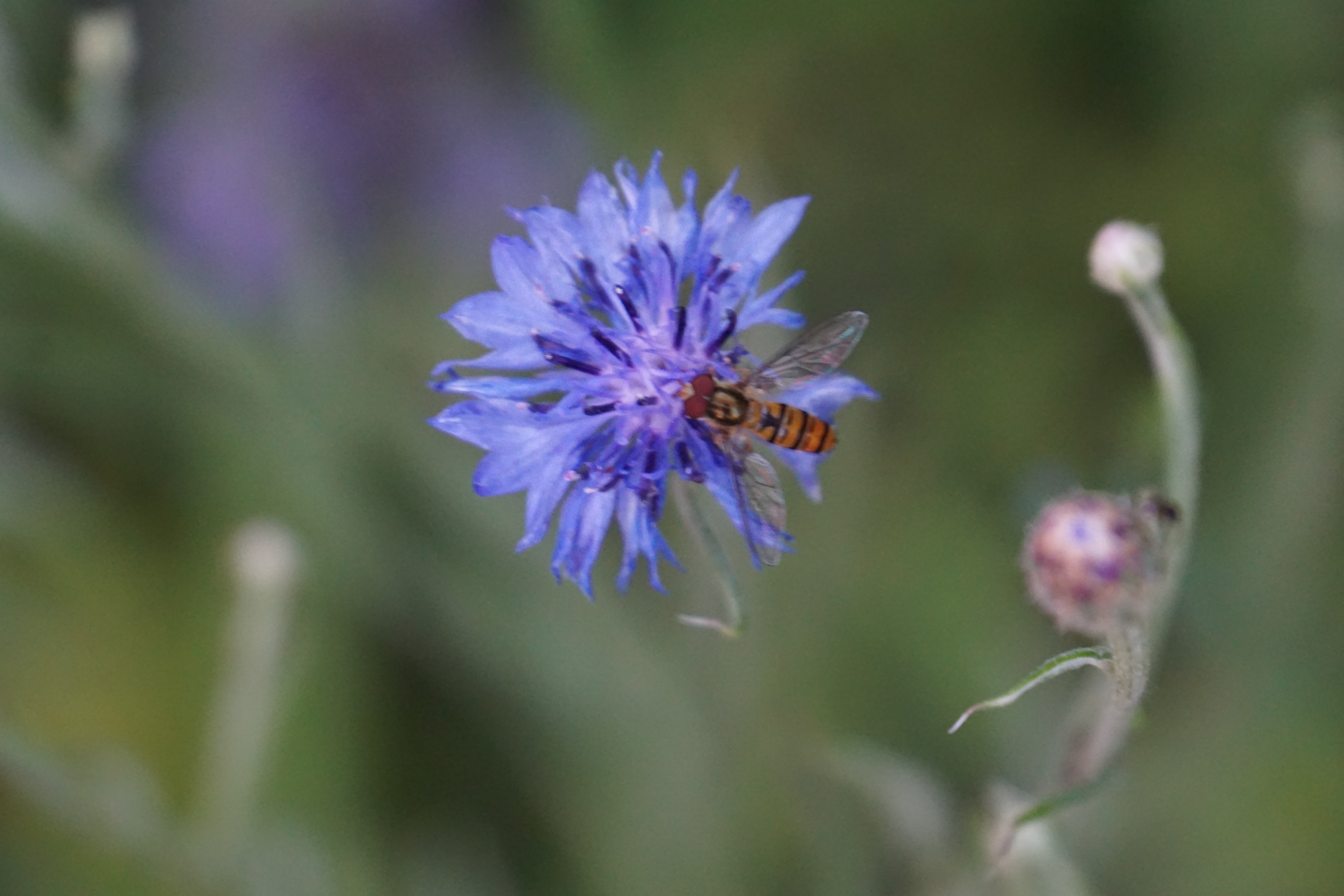 Eine Schwebefliege sitzt auf einer blauen Kornblume.