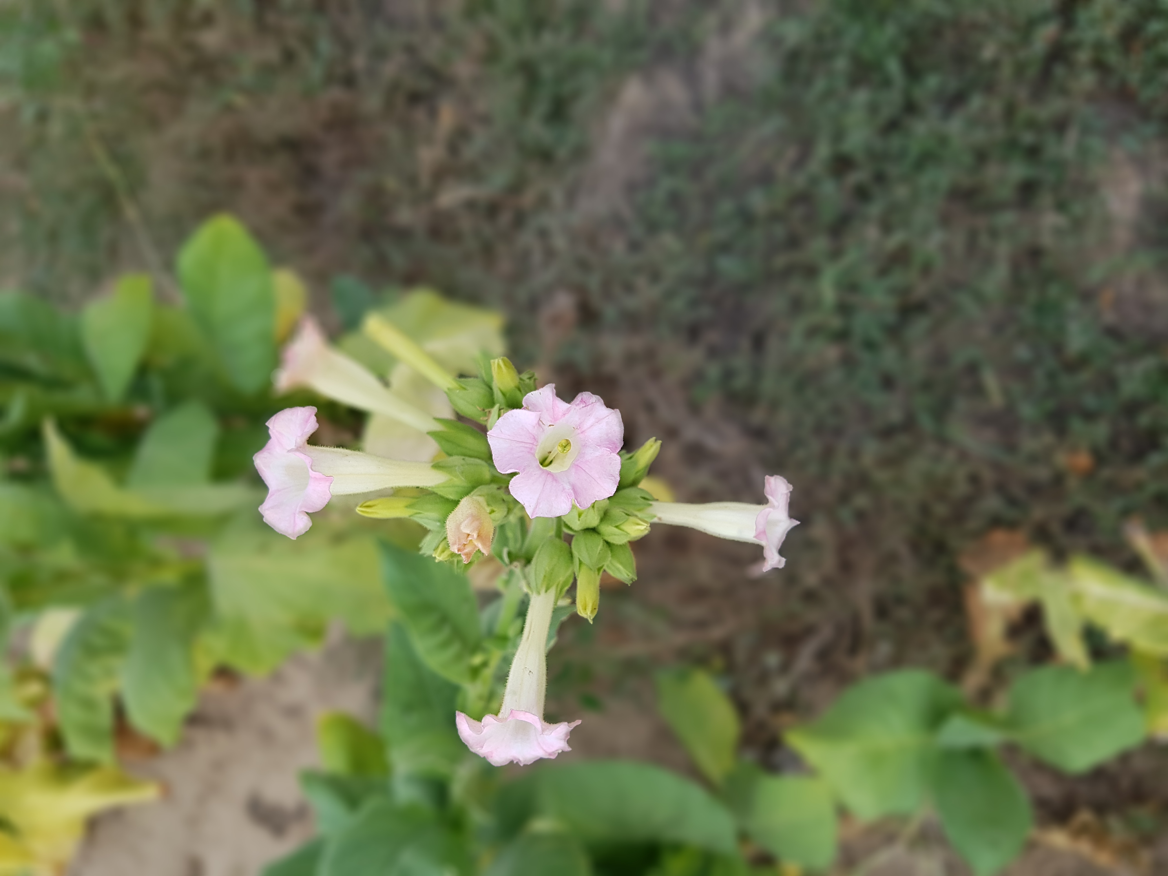 Eine rosane Tabakblüte von oben fotografiert.
