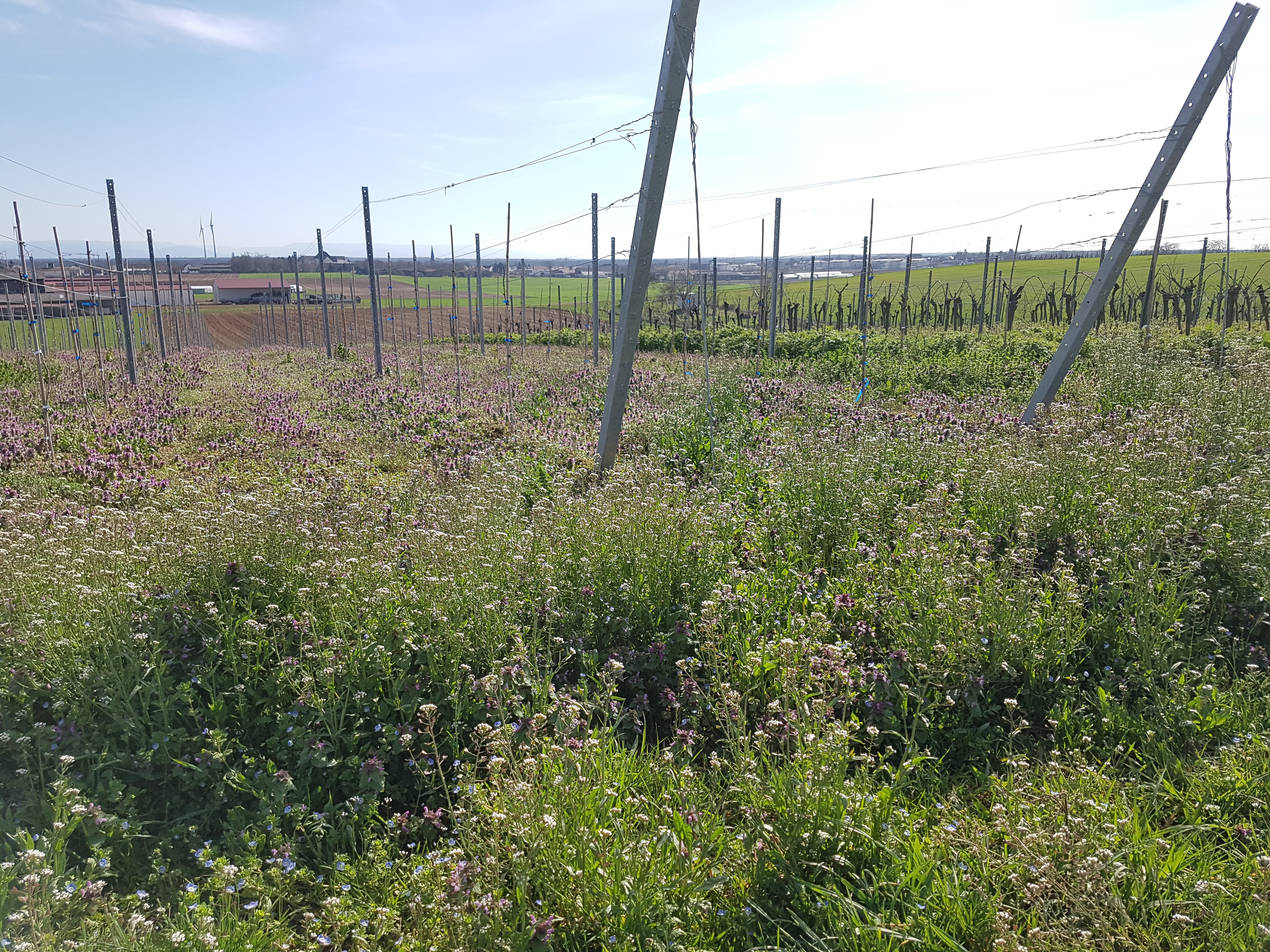 Blick auf einen Weinberg mit vielen kleinen lilanen Bodendeckerblüten.