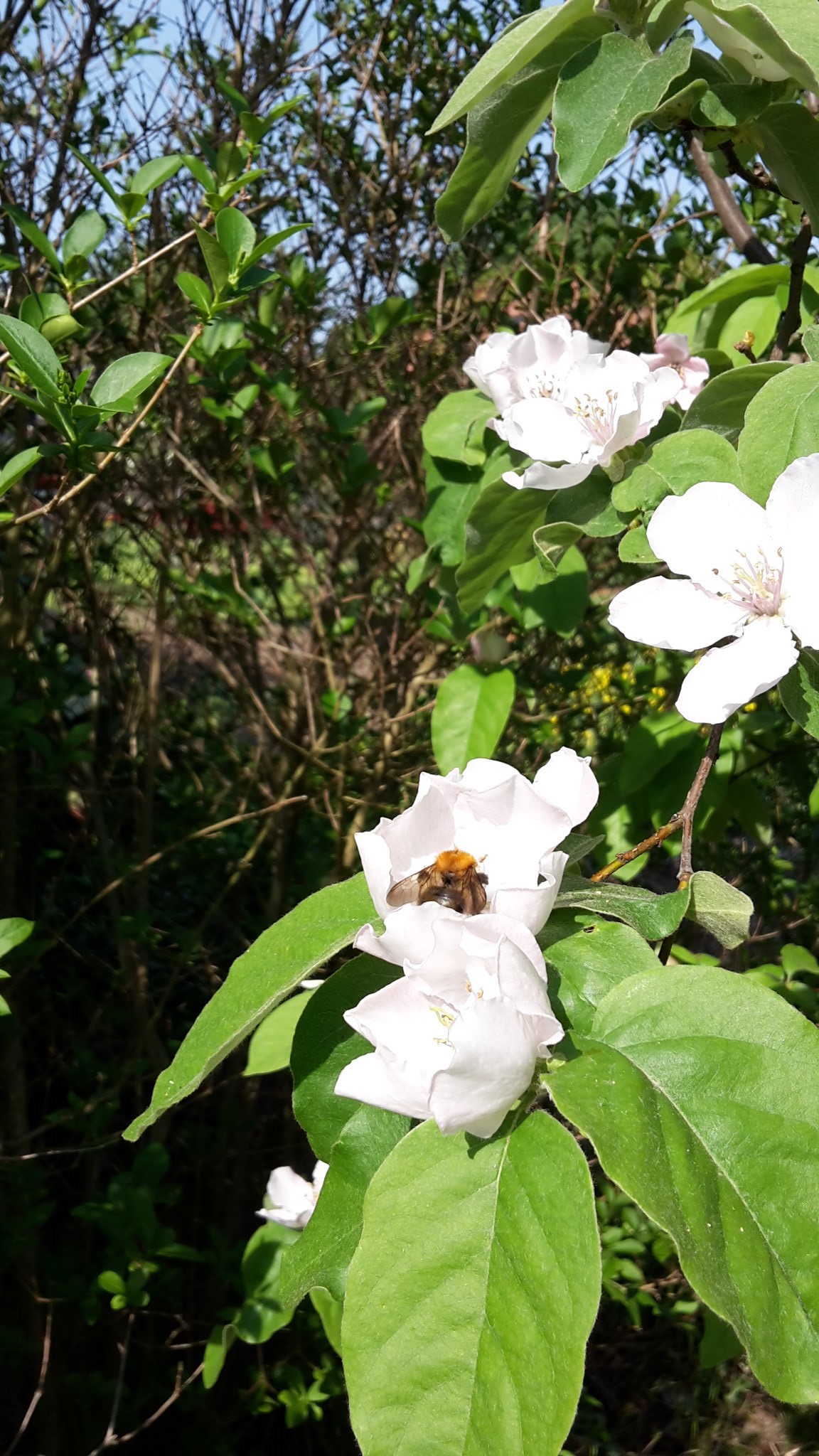 Eine Wildbiene bestäubt einen Quittenbaum und sammelt dabei Nekatr.