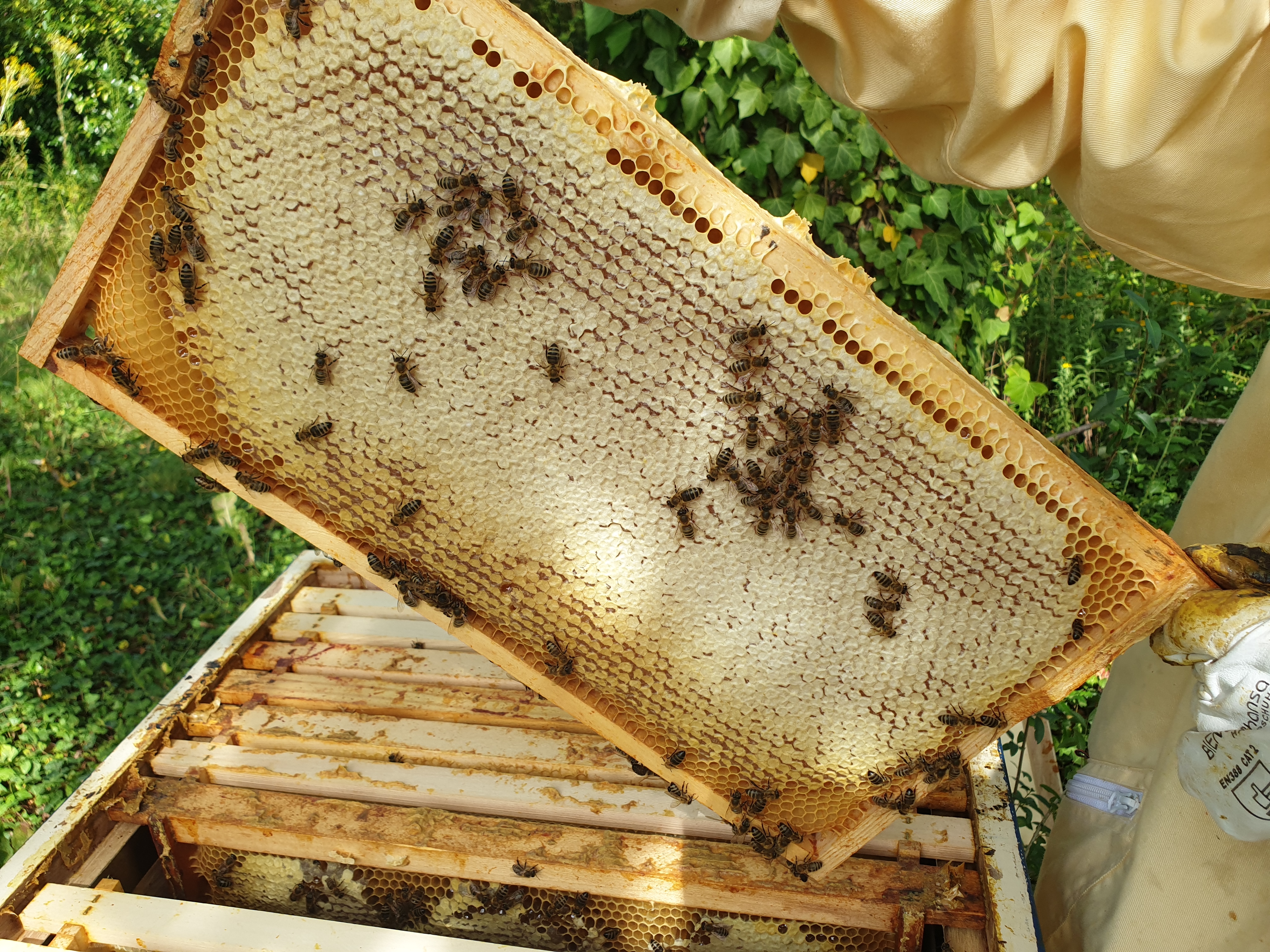 Eine komplett verdeckelte Honigwabe mit einigen aufsitzenden Honigbienen.