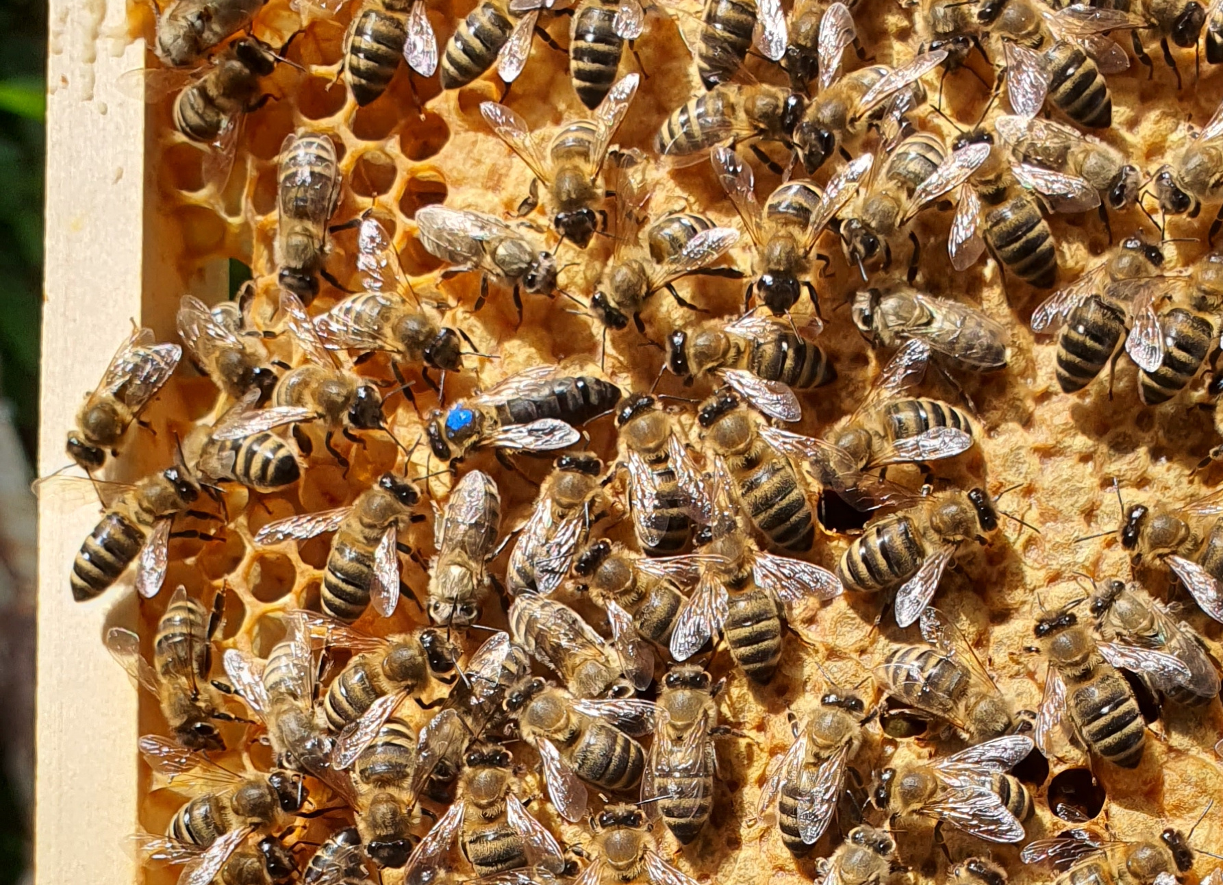 Eine mit Bienen besetzte, vollverdeckelte Honigwabe.